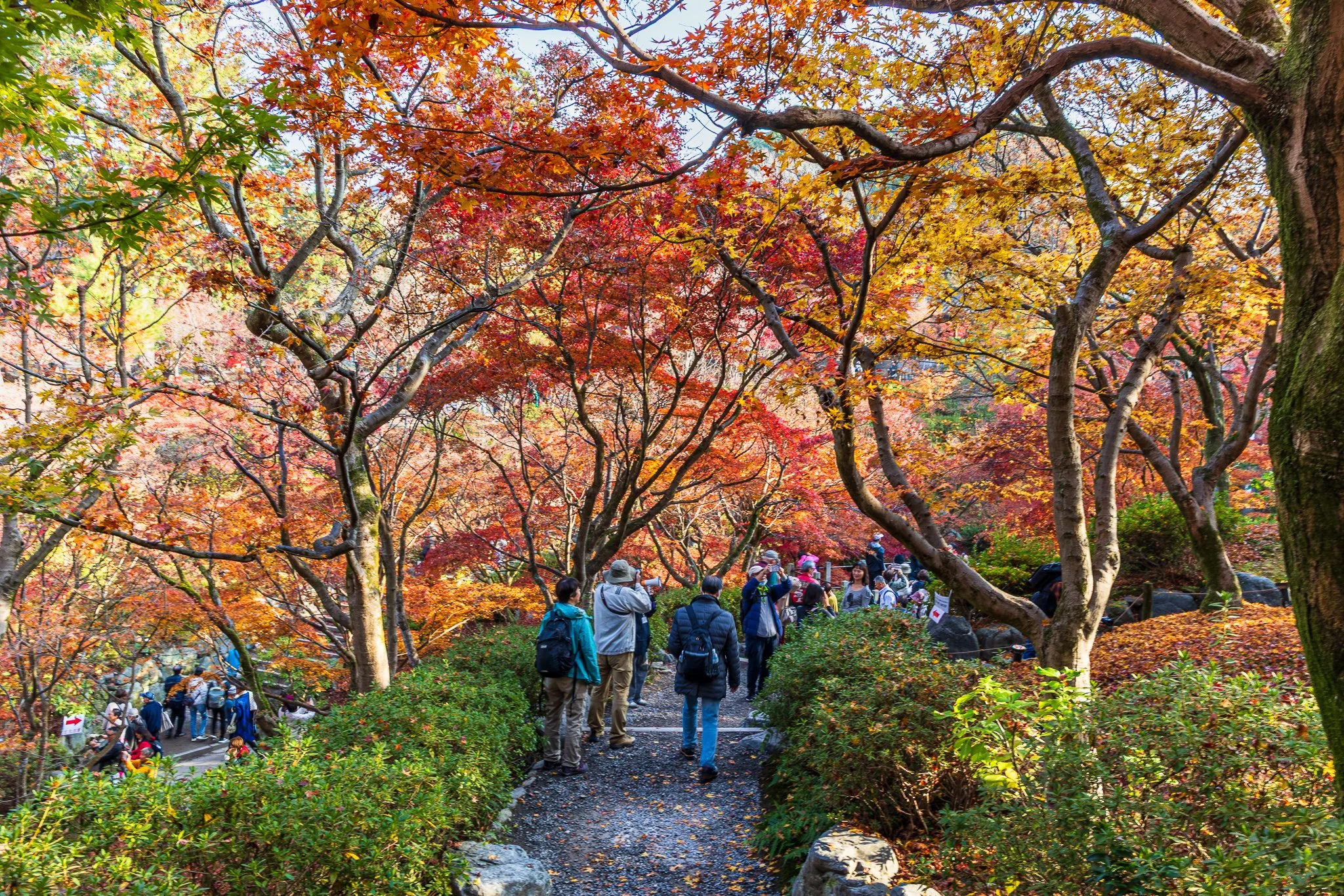 F19A4345_tofuku-ji.jpg