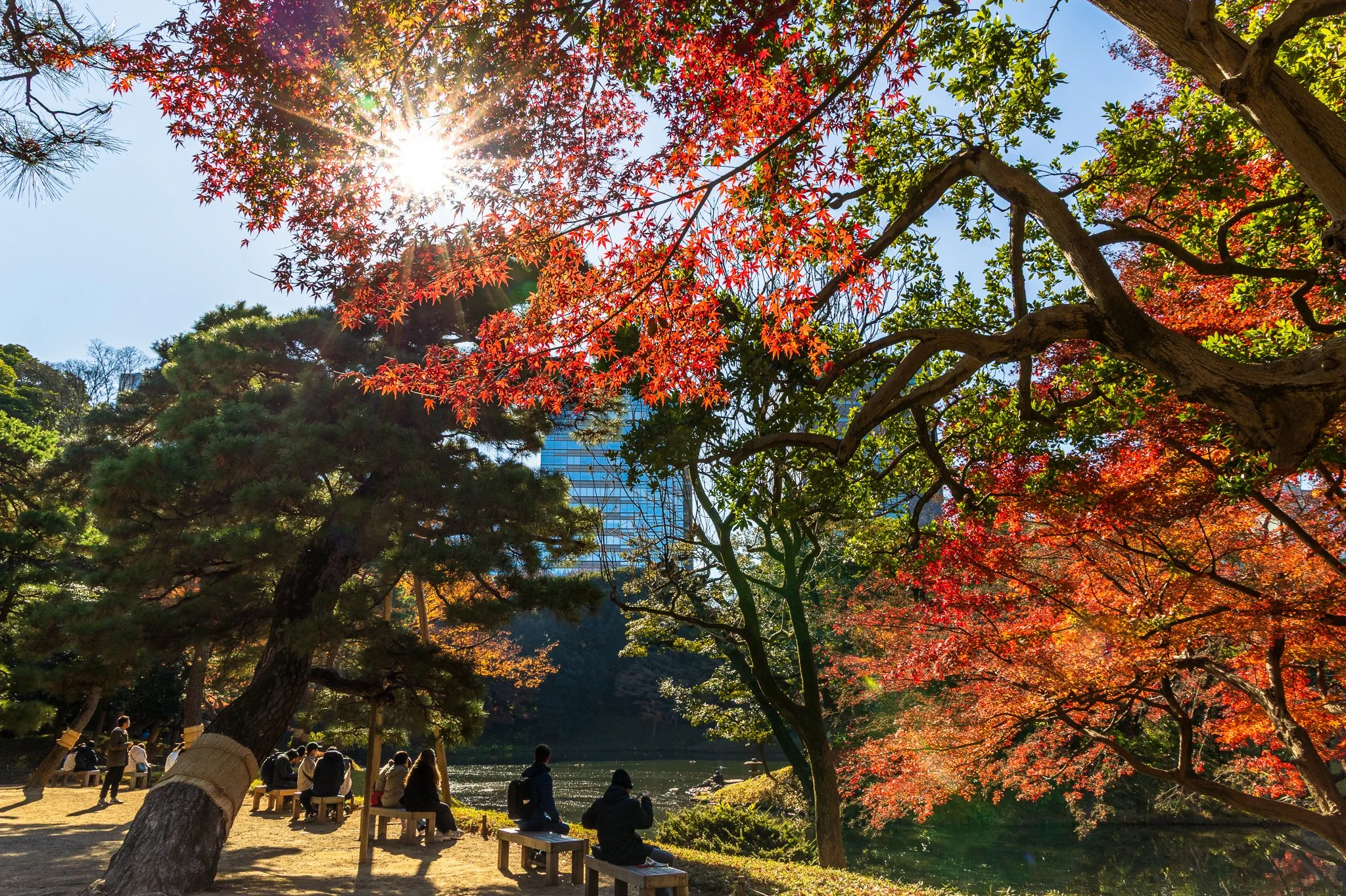F19A6023_koishikawa-korakuen-gardens.jpg