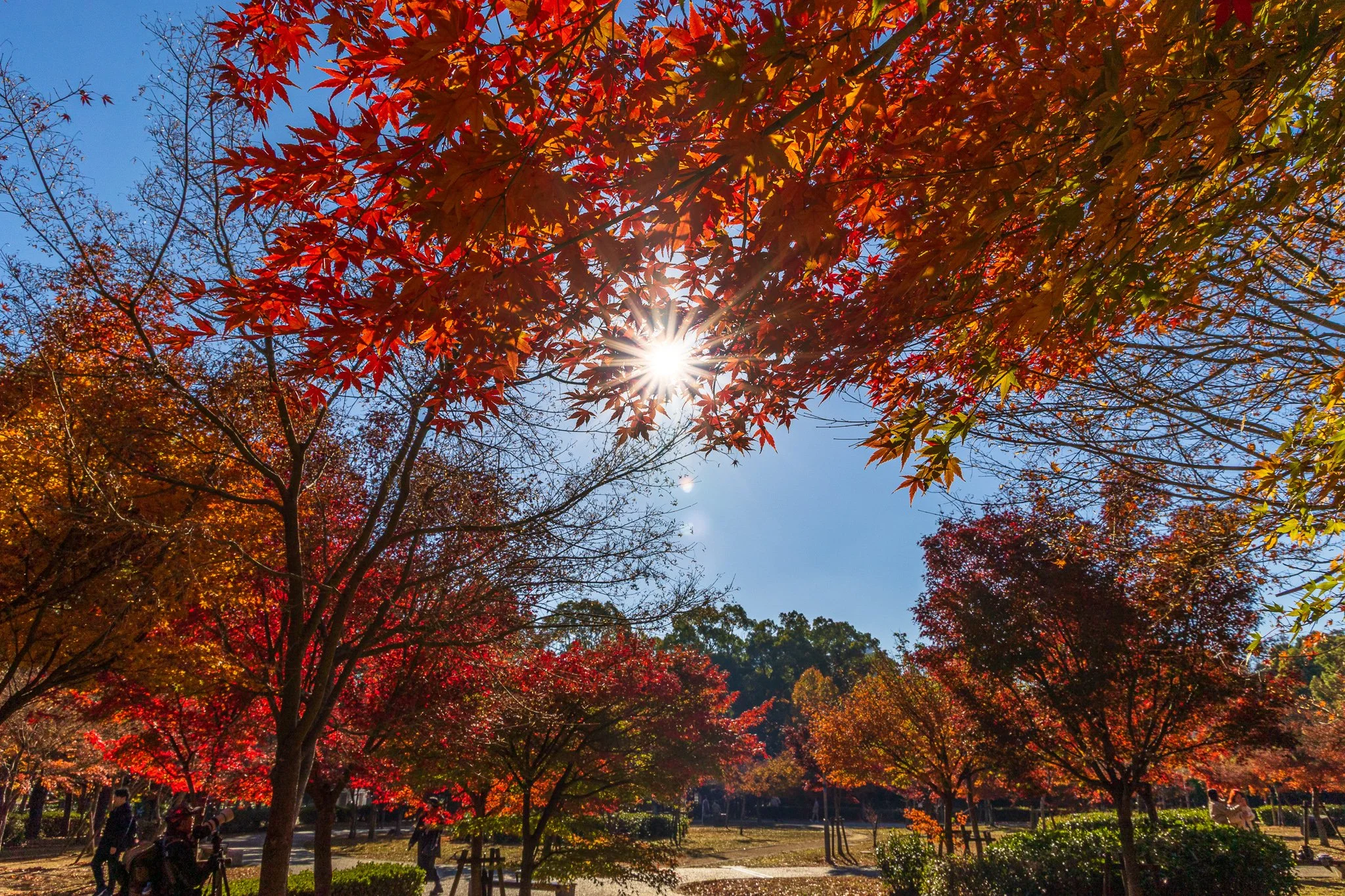 F19A5690_osaka-castle.jpg
