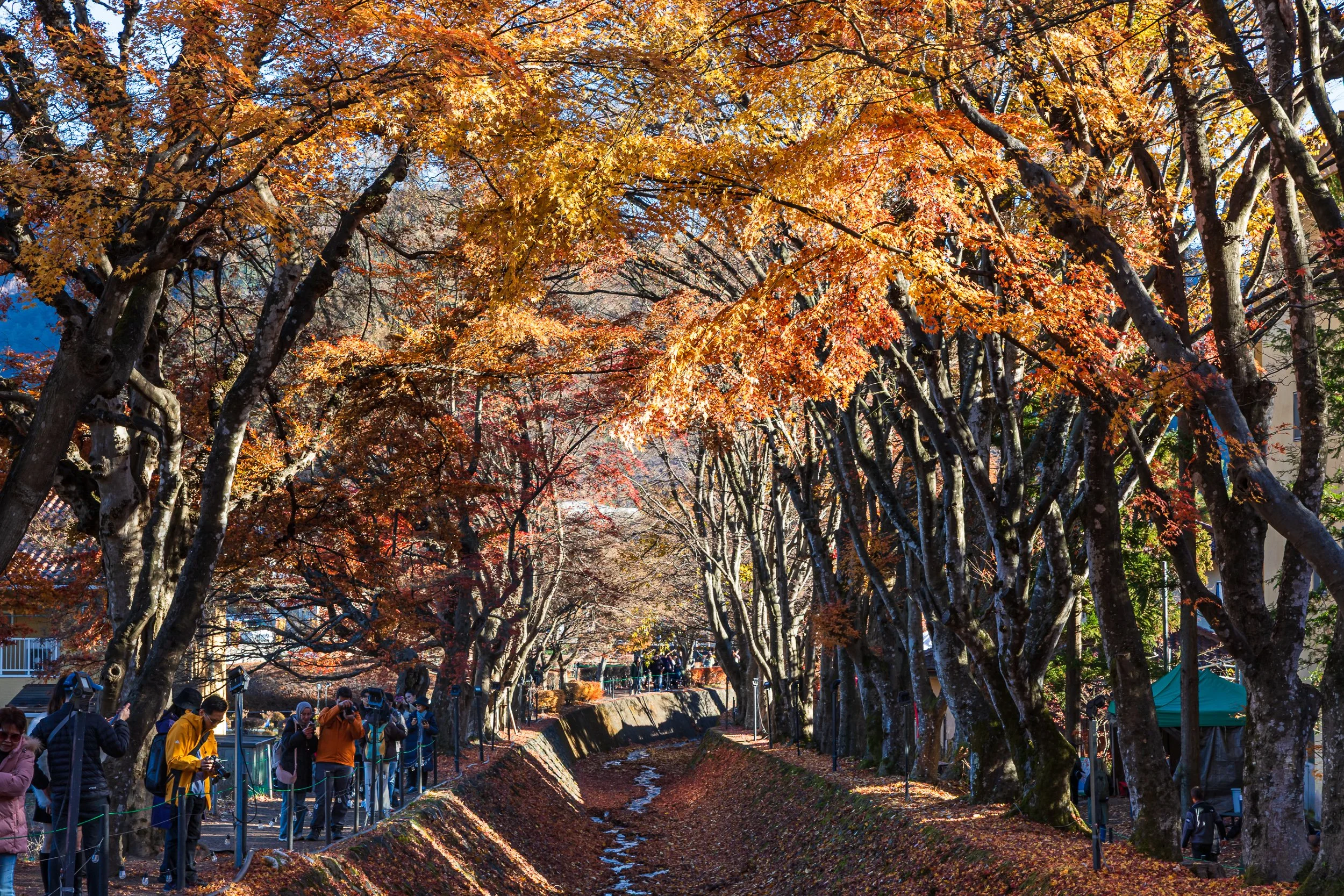 F19A2833_maple-corridor.jpg
