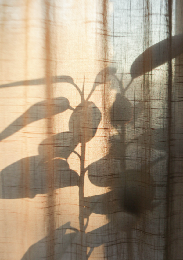 Soft shadow of a plant against a curtain, representing the quiet overwhelm of motherhood and somatic therapy for mothers in New York City.