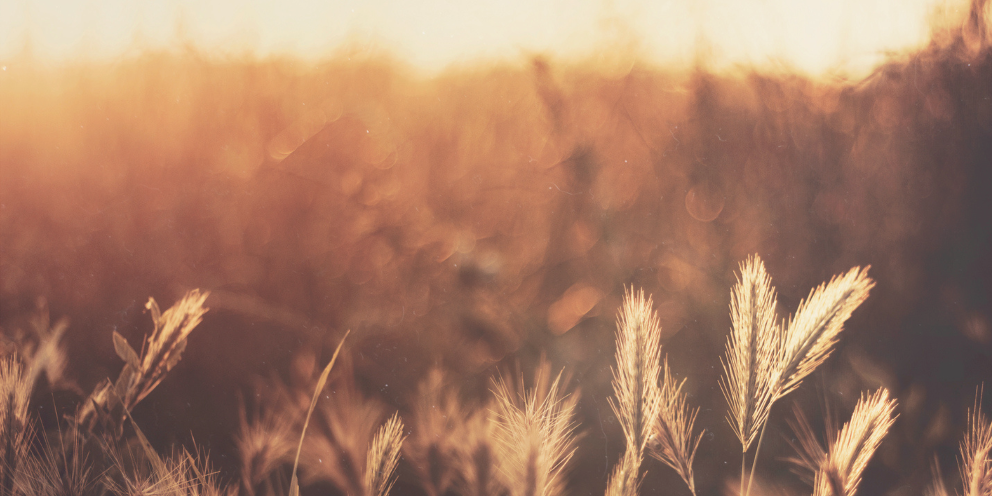 Golden hour meadow with warm amber tones, representing grounding and healing in somatic therapy for women in New York City.