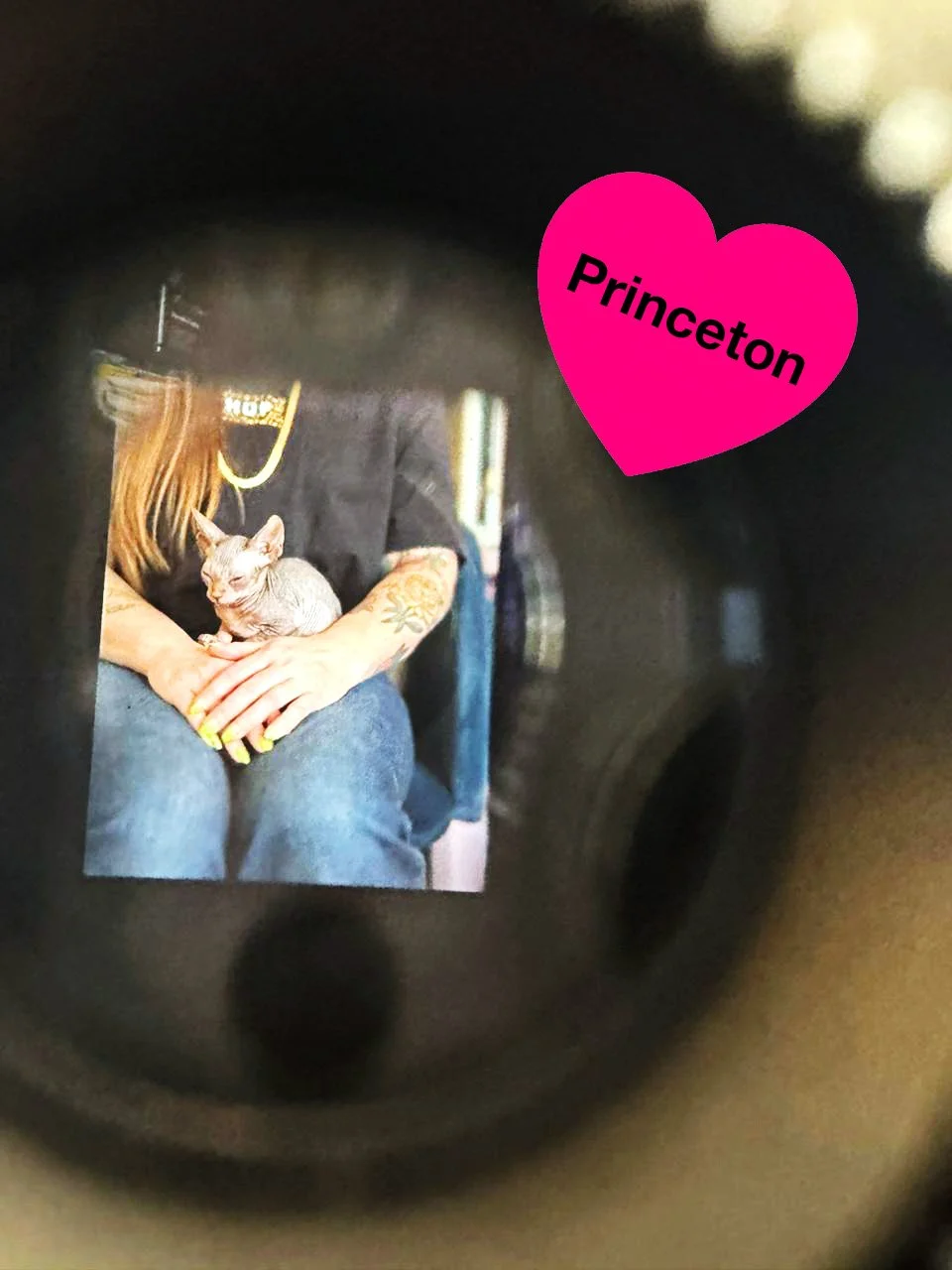 sphynx cat and heart with jackie