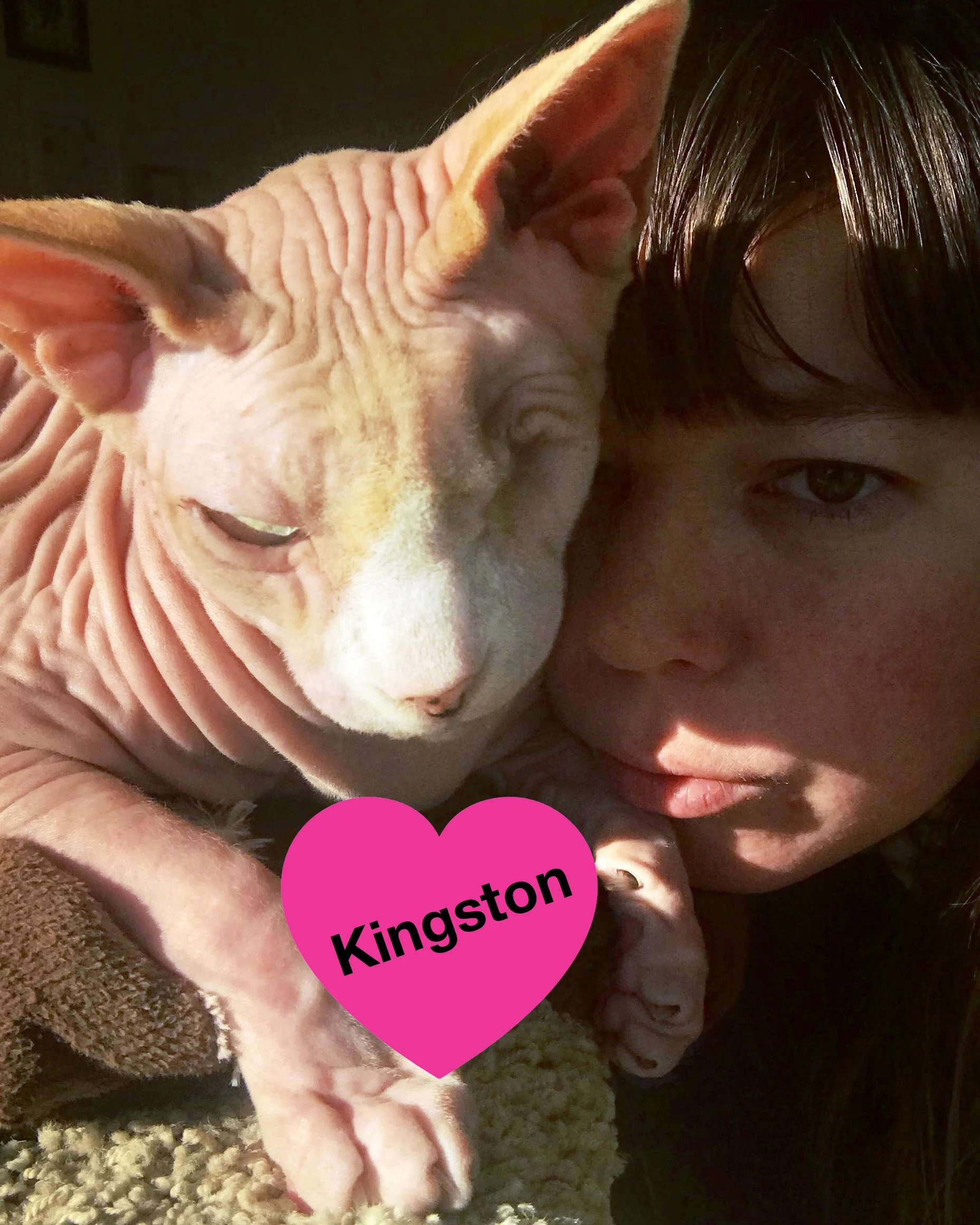 sphynx cat and heart with jackie