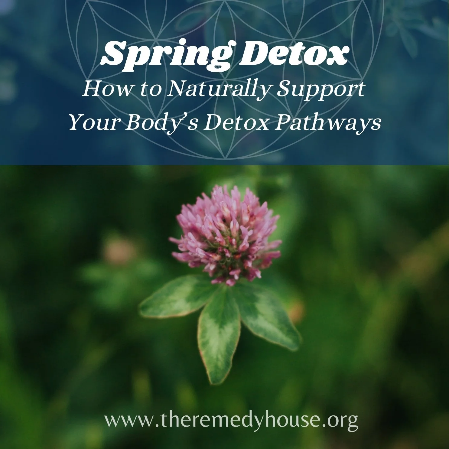 Spring Detox: How to Naturally Support Your Body’s Detox Pathways