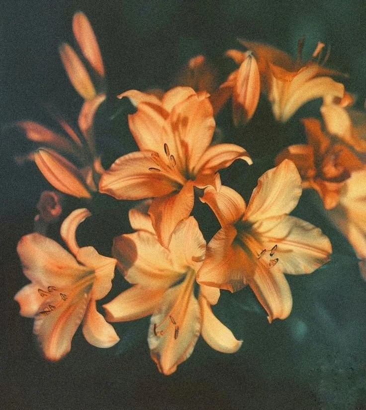 _orange lily.jpeg