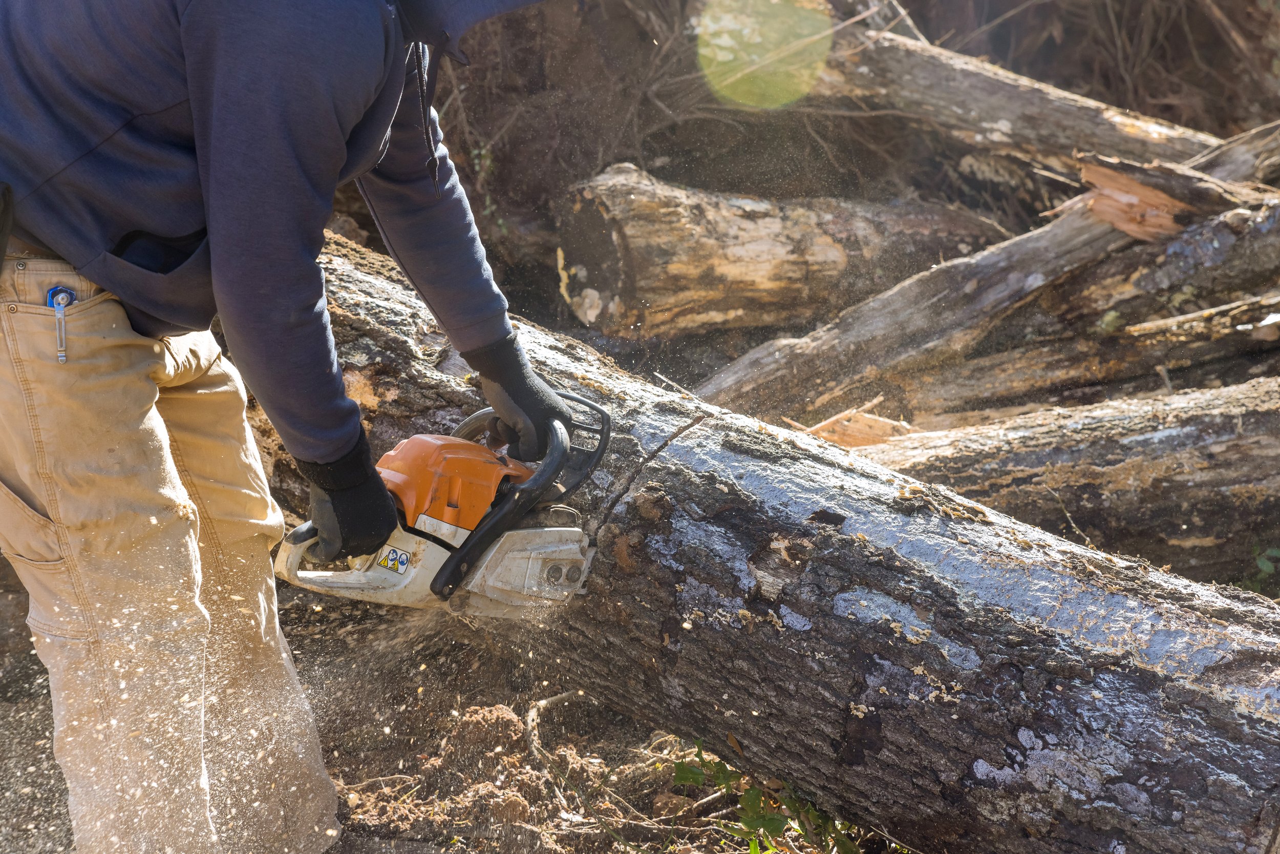 Why You Should Hire a Tree Service Company for Storm Damage Cleanup in Dover