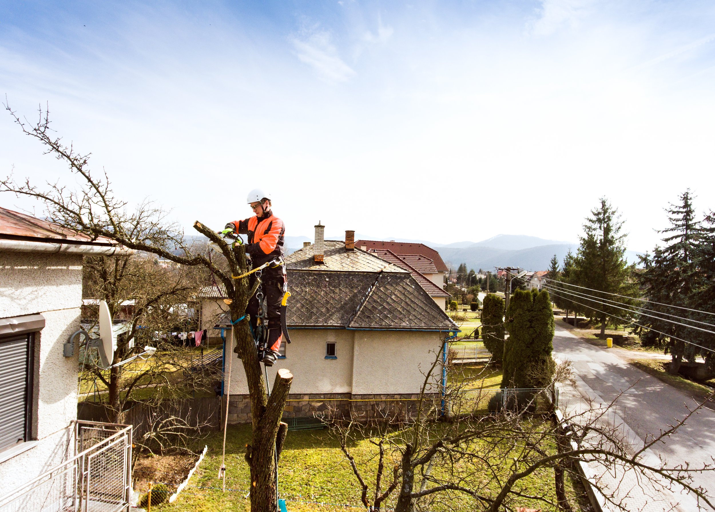 How to Identify Tree Diseases and Pests in Marysville: Tips from Tree Service Experts