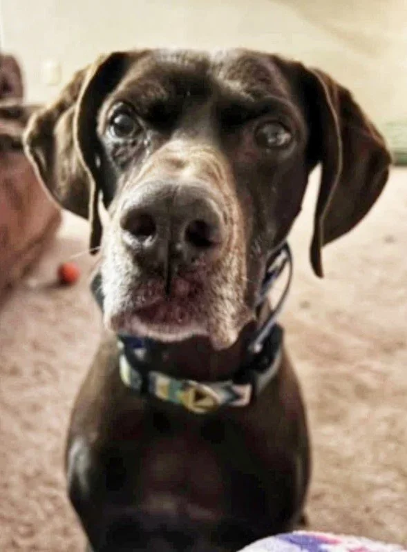 BEHAVIORAL ANXIETY IN A RESCUE DOG