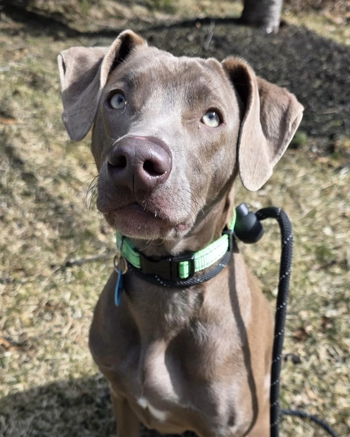 ABDOMINAL DISTRESS IN A YOUNG DOG