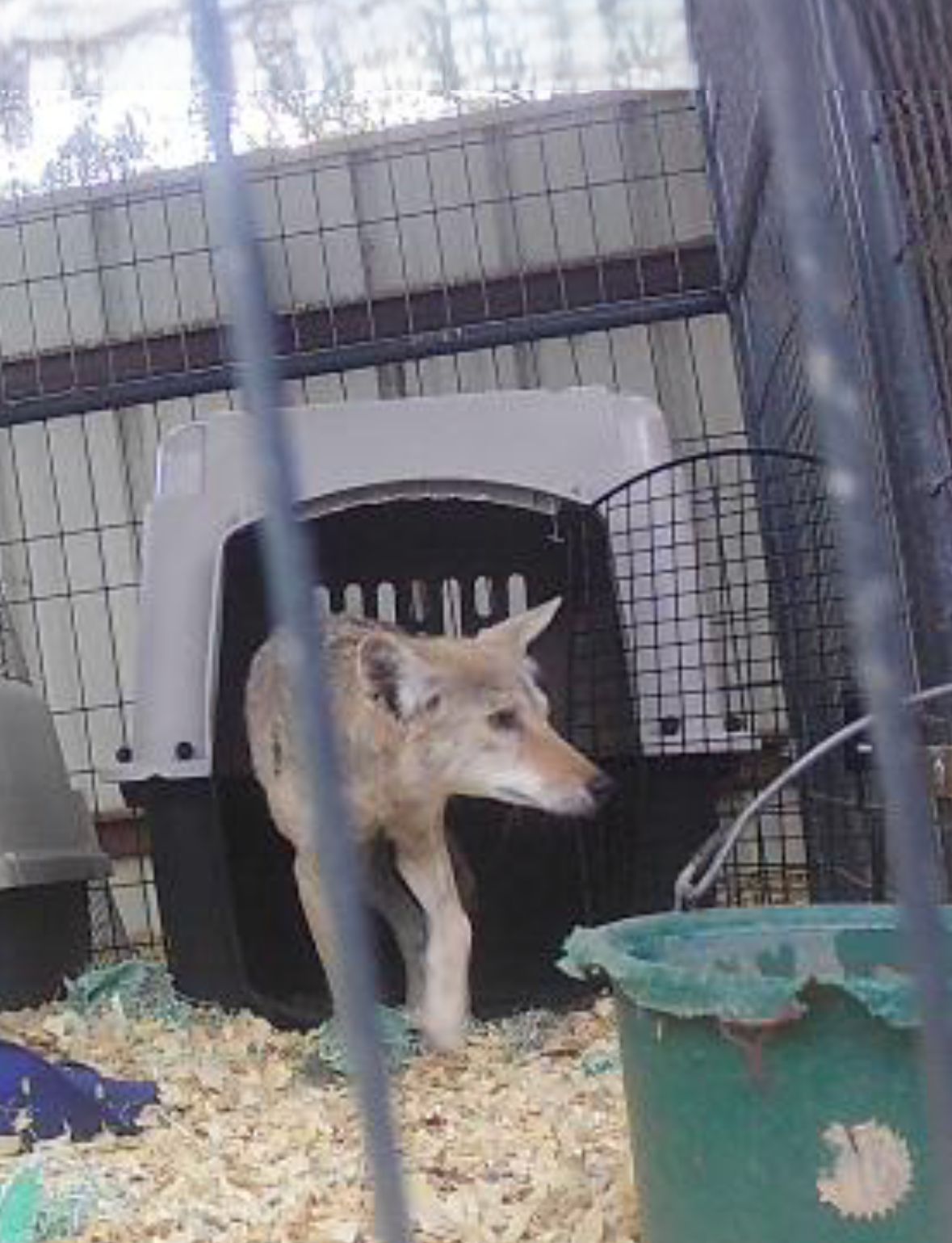 REHABILITATION OF A SEMI-DOMESTICATED COYOTE