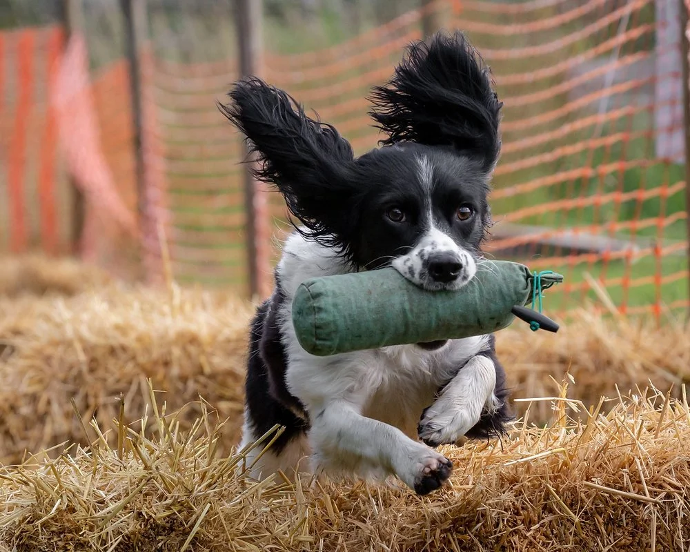 🐾🏆 BLAKESLEY SHOW 2026 – DOG TRIAL RESULTS 🏆🐾