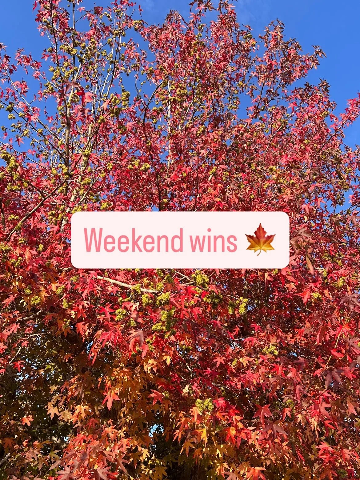 It was a busy one work wise last week, so this weekend was just for family (apart from clients on WhatsApp support). LOVED it 🍁🦕🦆🍷