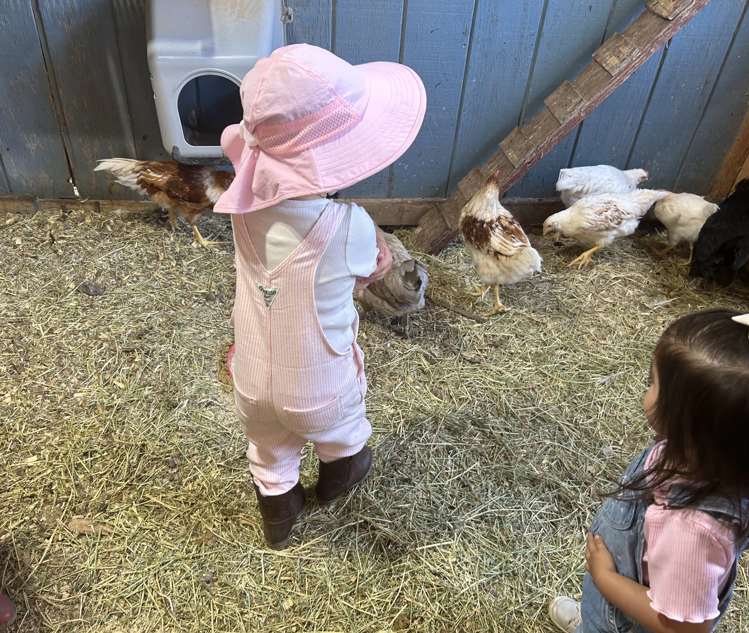 Toddler visiting the chickens during Barnyard Buddies at Hoot’s Hollow Farm in Bonita