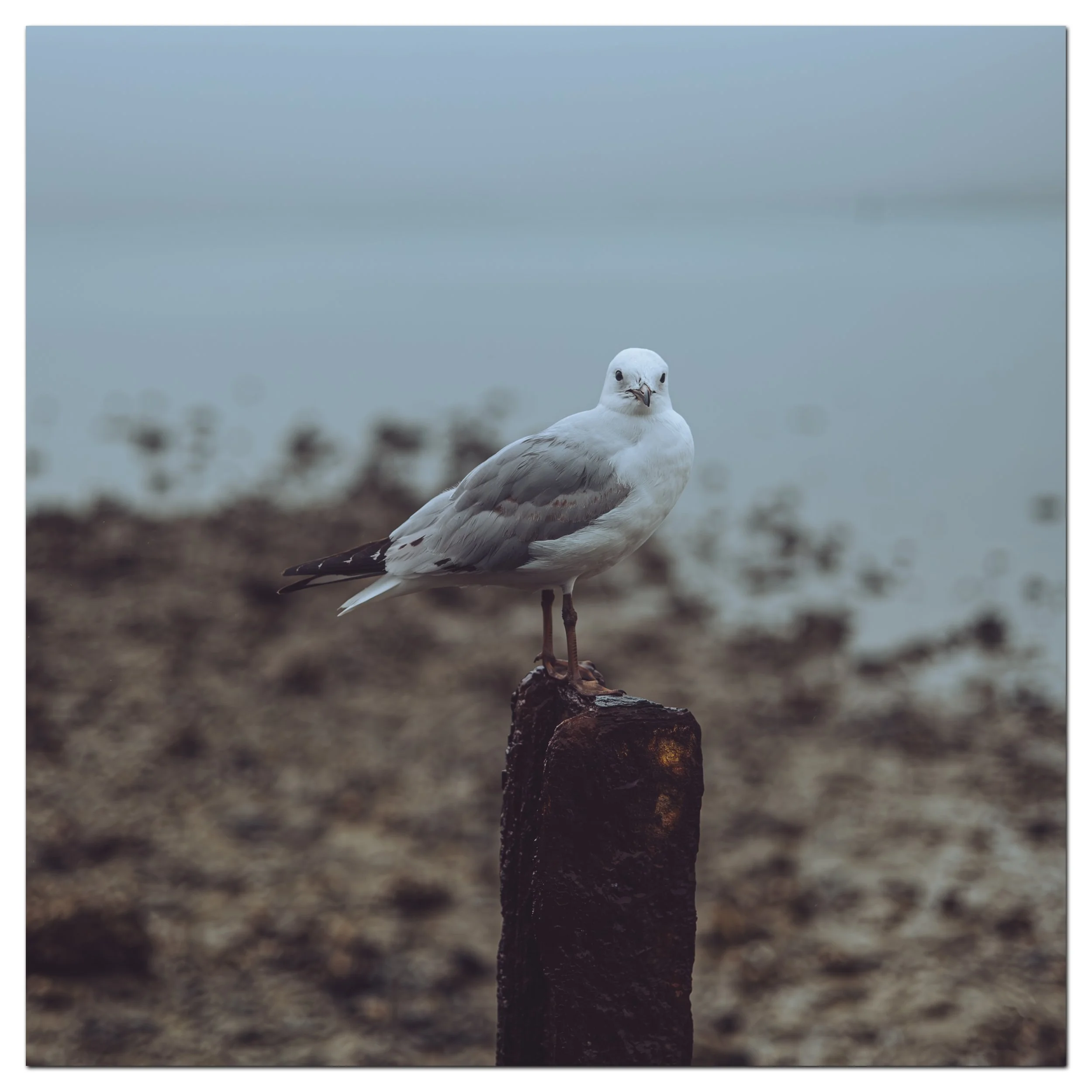 A seagull perched on a dark weathered wooden post by the shore, with the water and a distant horizon in the background.