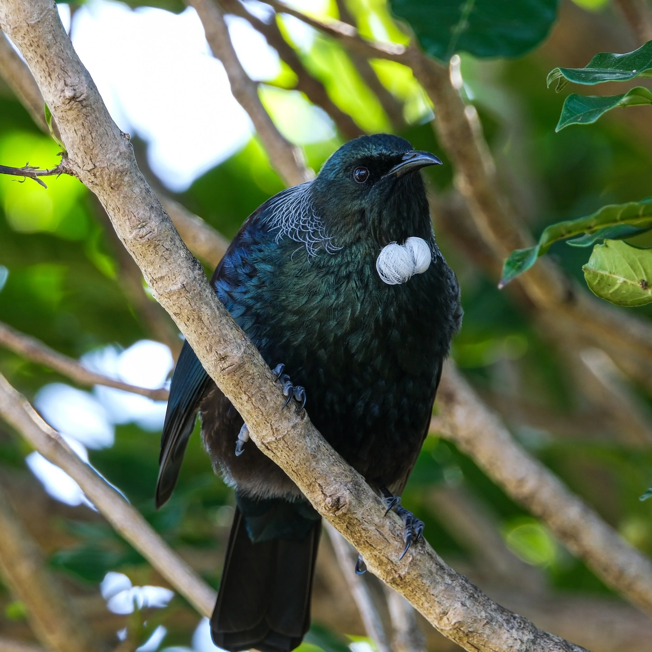 A bird with black and iridescent blue-green feathers perched on a tree branch, with white nest material attached to its chest. The background shows green leaves and branches.