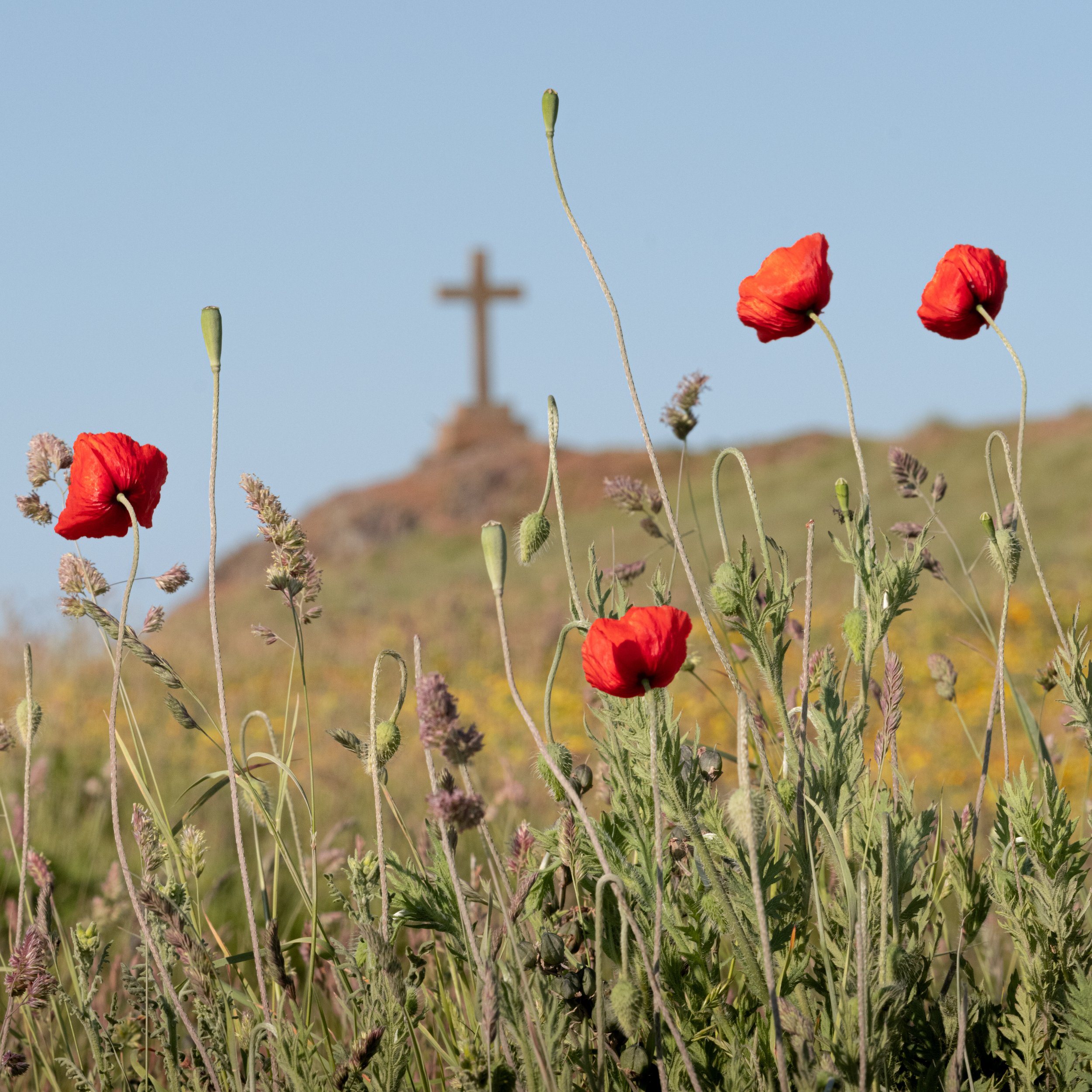 Red poppy flowers on a grassy hillside with a blurred cross monument in the background.