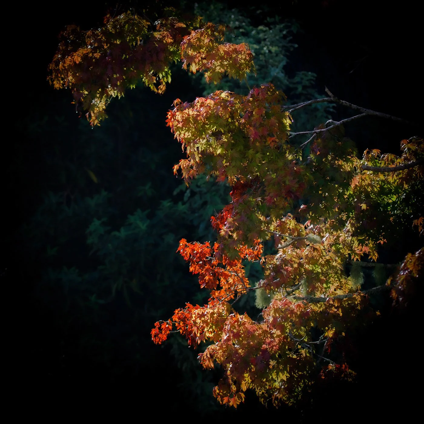 Colorful autumn leaves on a tree branch with sunlight highlighting the leaves against a dark background.