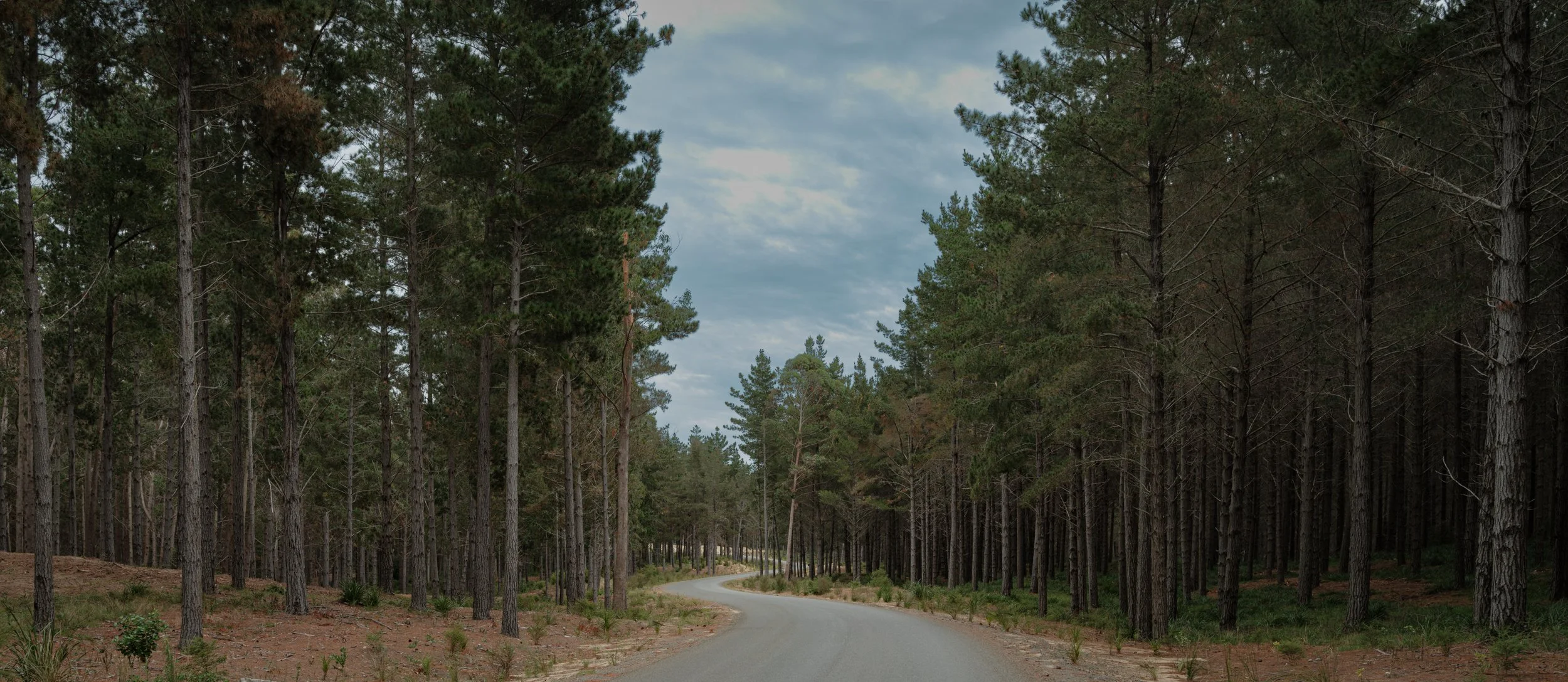 A winding dirt road through a dense forest of tall pine trees under cloudy sky.