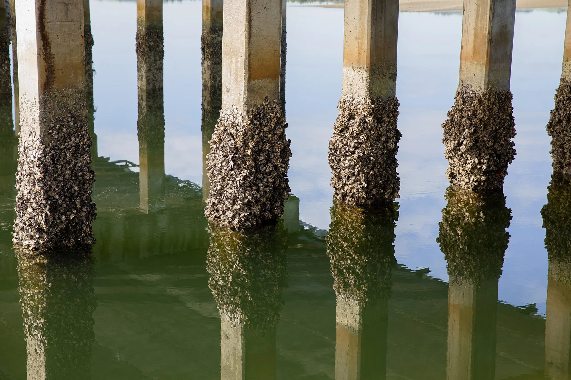 Concrete pier supports with barnacles extending into green water, reflecting the supports and a cloudy sky.