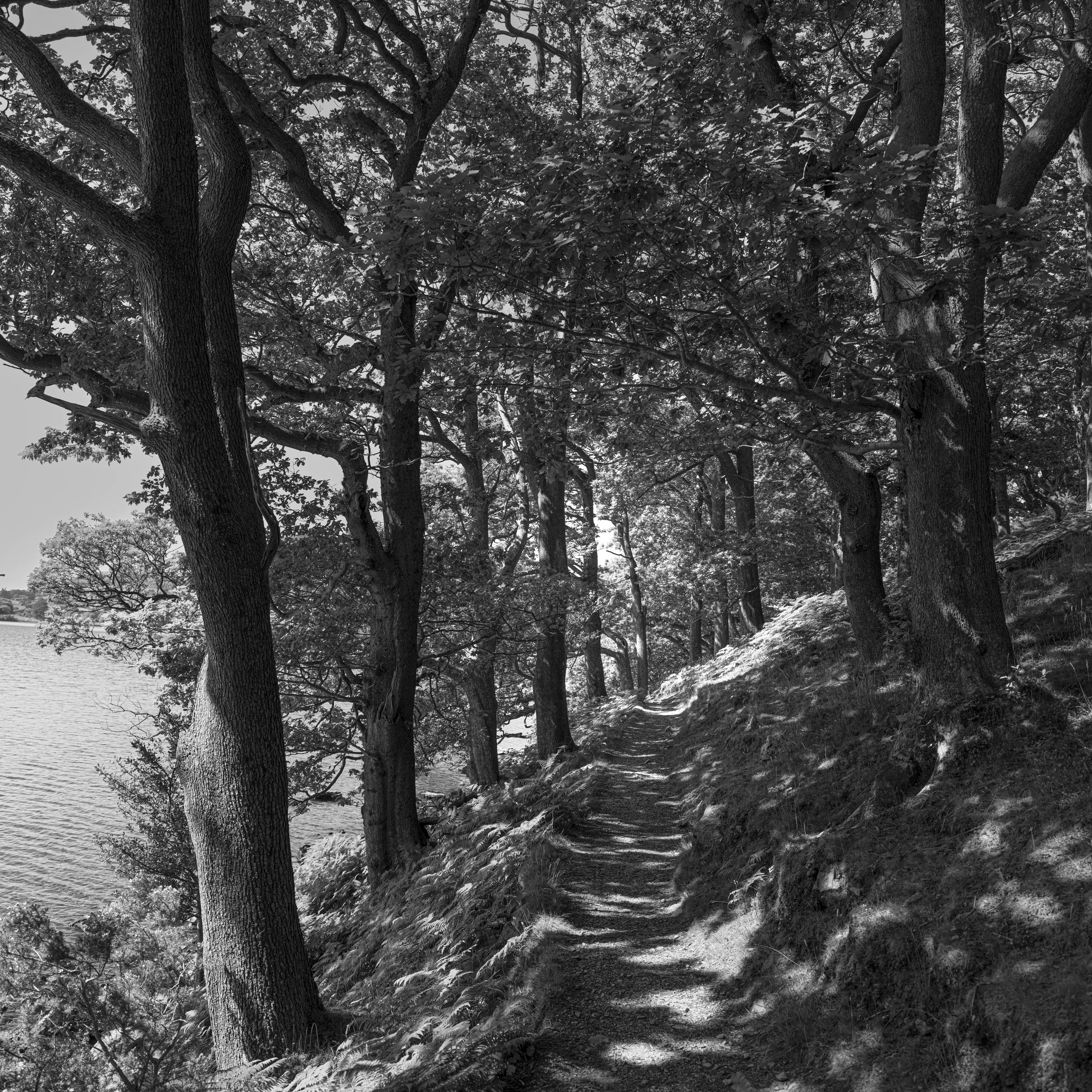 A black-and-white photograph of a narrow dirt trail winding through a wooded area alongside a body of water, with tall trees casting shadows on the path.