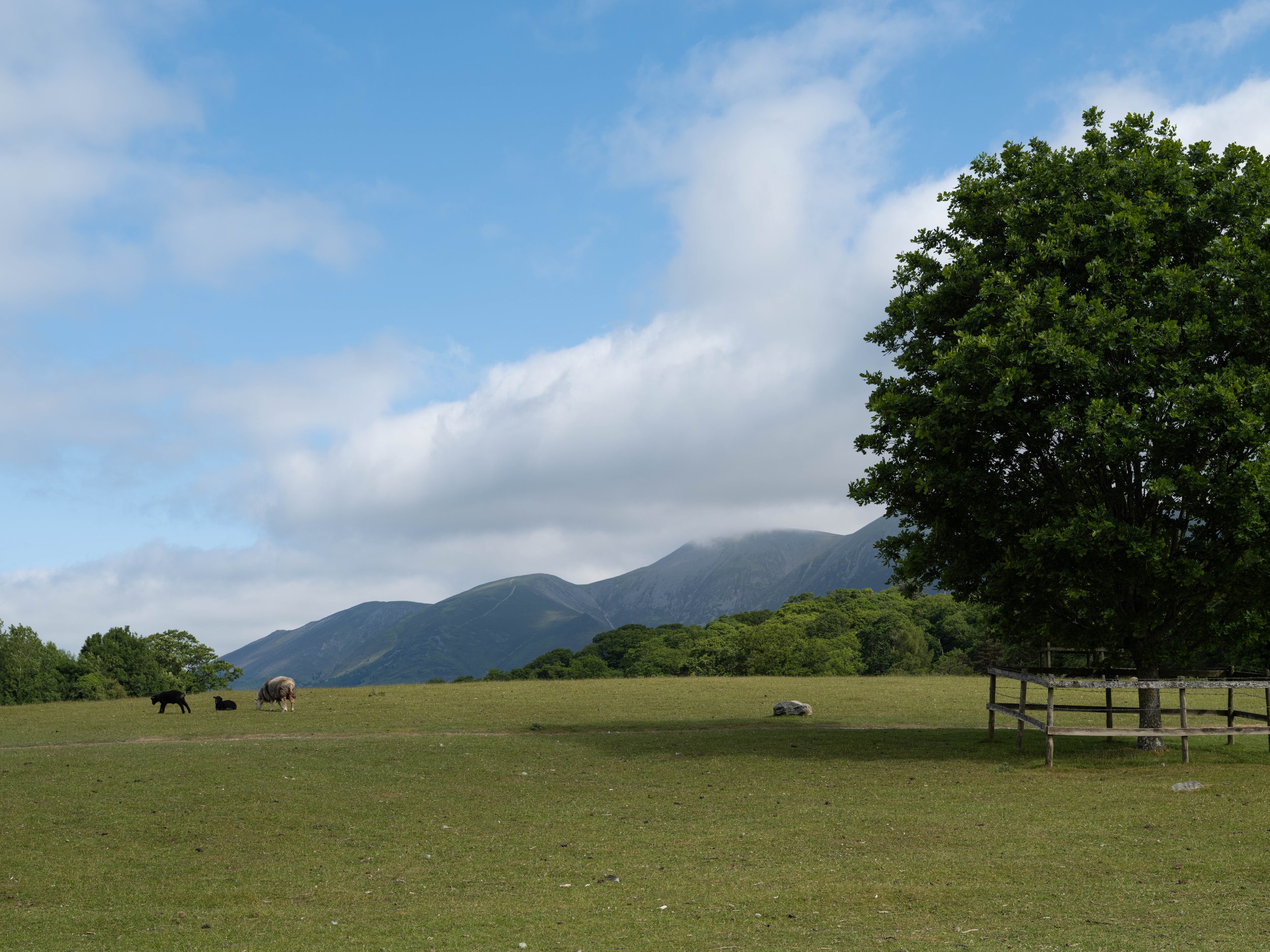 Open grassy field with four sheep grazing, a large leafy tree on the right, a wooden fence, and mountains in the background under a partly cloudy sky.