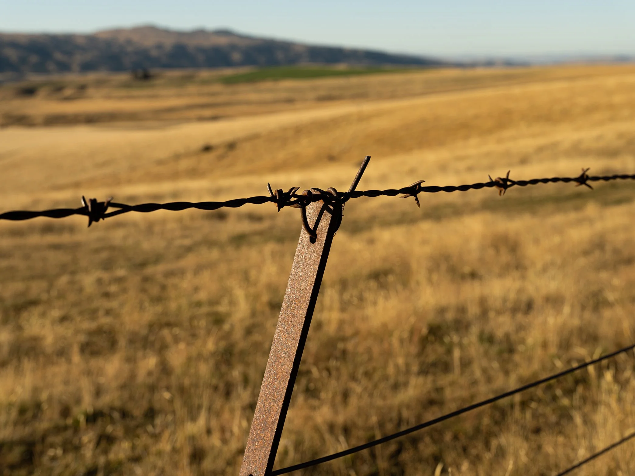 Close-up of rusted barbed wire fence with a dry grassy field in the background and mountain in the distant horizon