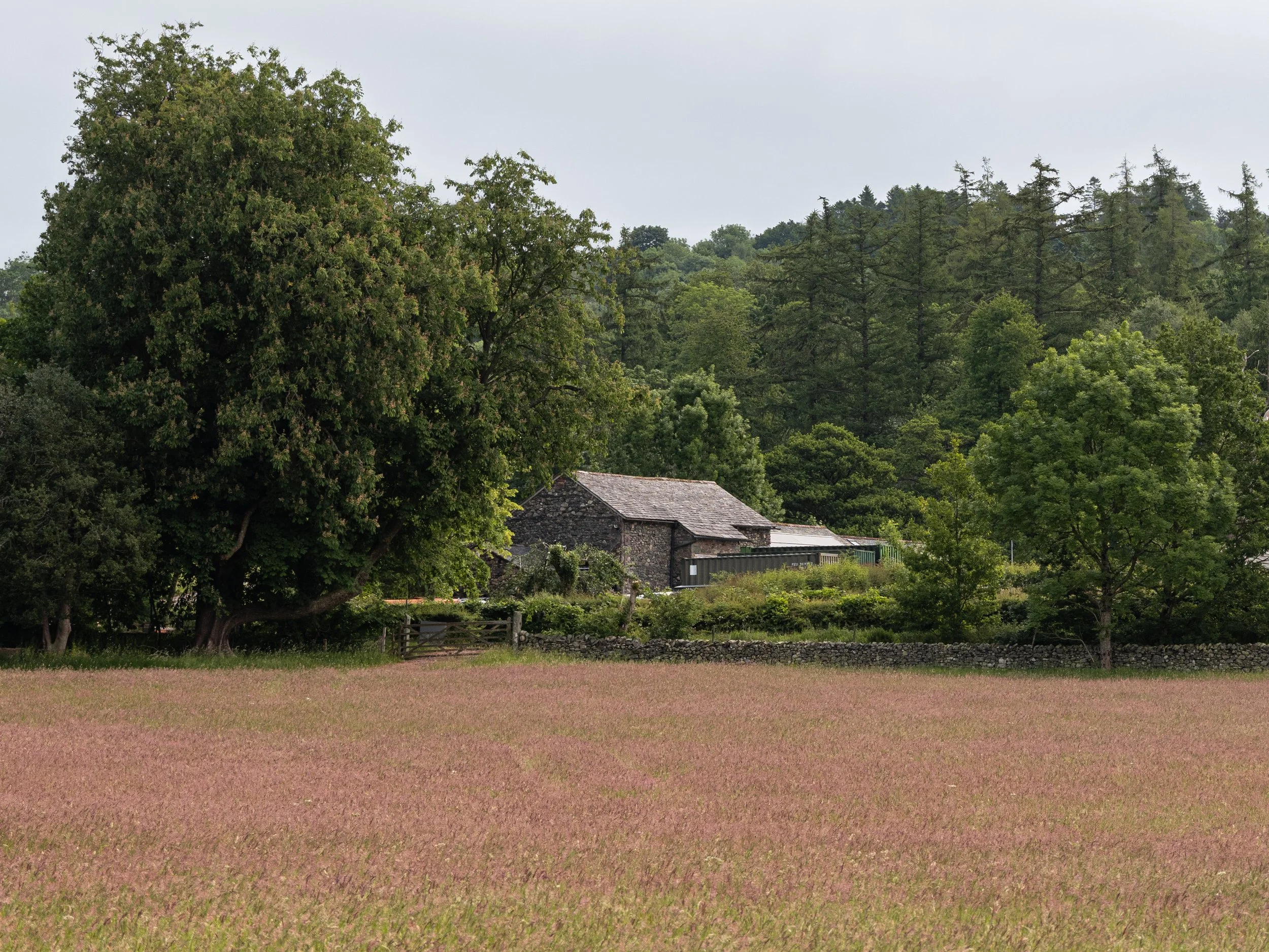 A rural scene with a field of pinkish grass, large green trees, and stone buildings in the background, against a cloudy sky.