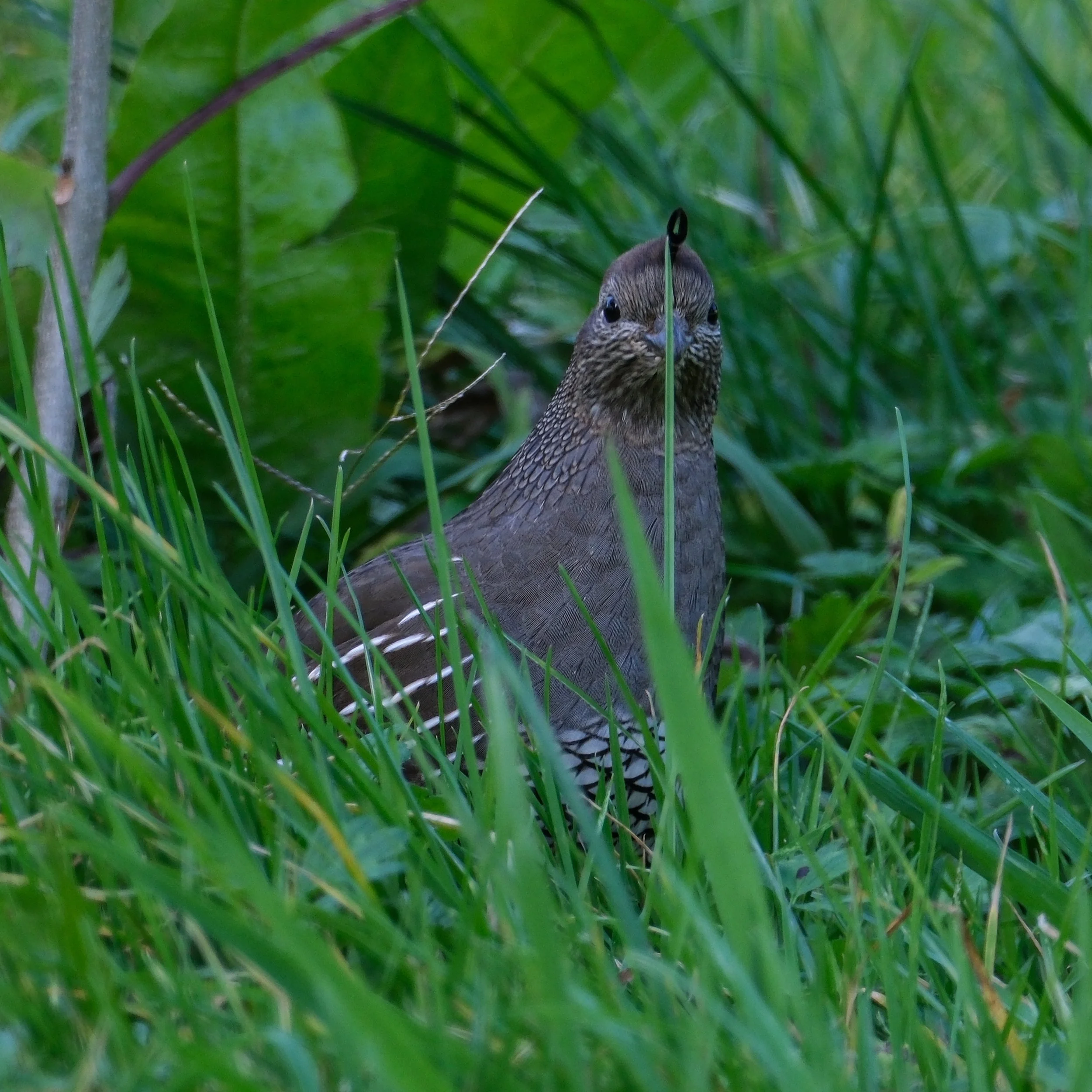 A grey bird with brown and white markings sitting on green grass and surrounded by dense green leaves.