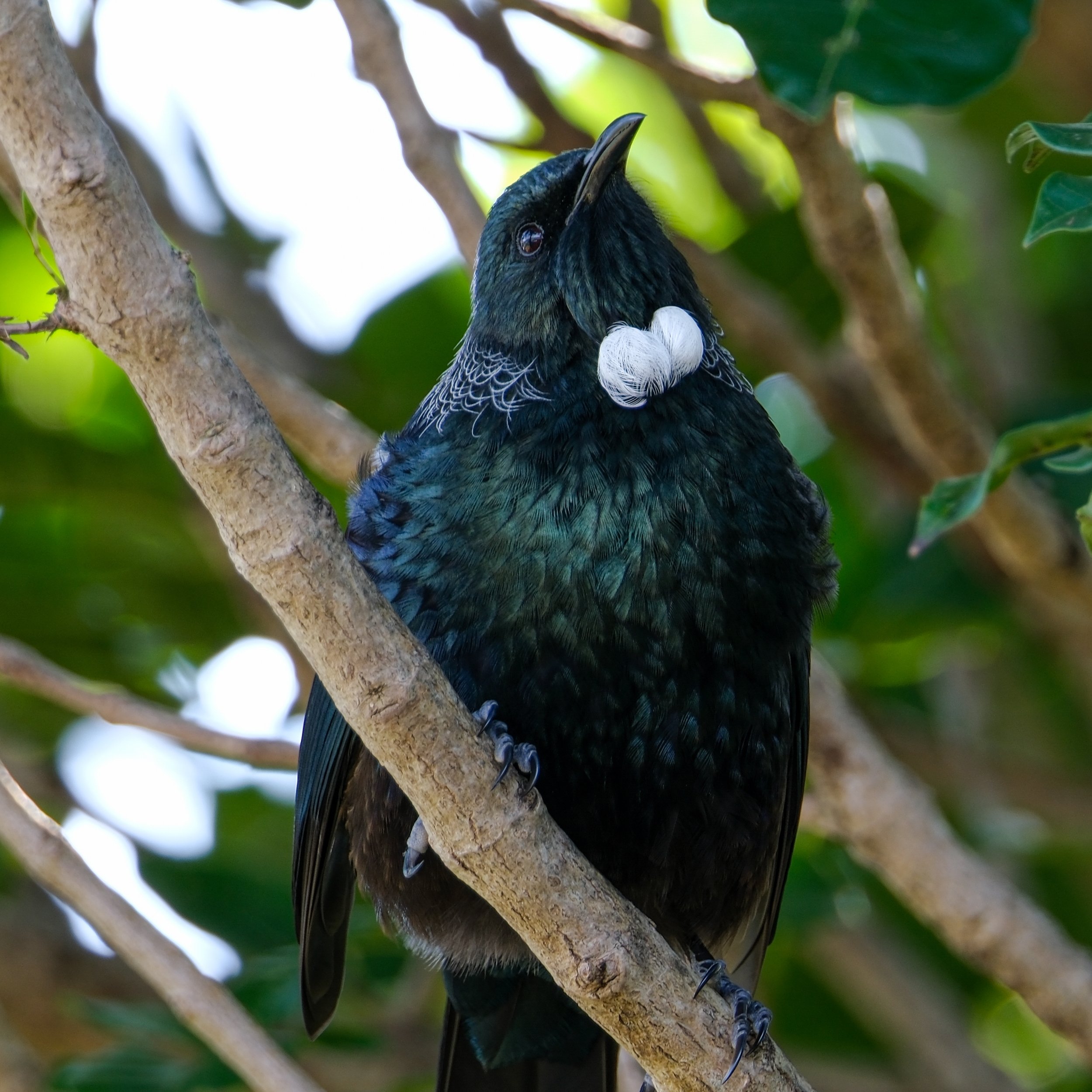 A black bird with iridescent feathers perched on a tree branch, with small white nests on its chest and green foliage in the background.