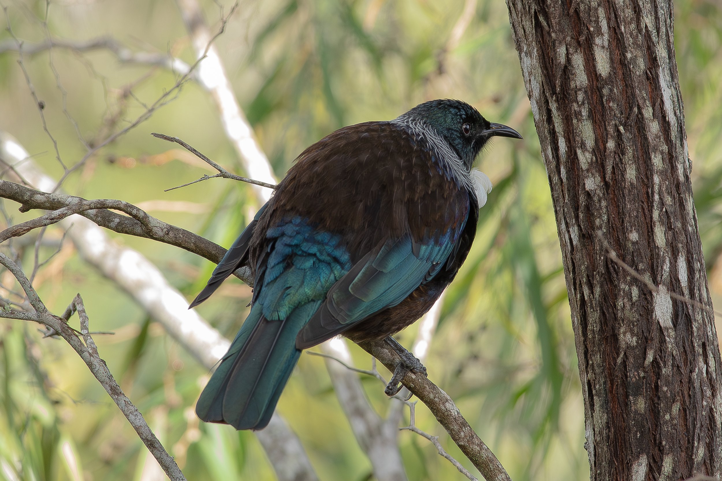 A colorful bird with dark, iridescent feathers perched on a tree branch in a forested area.