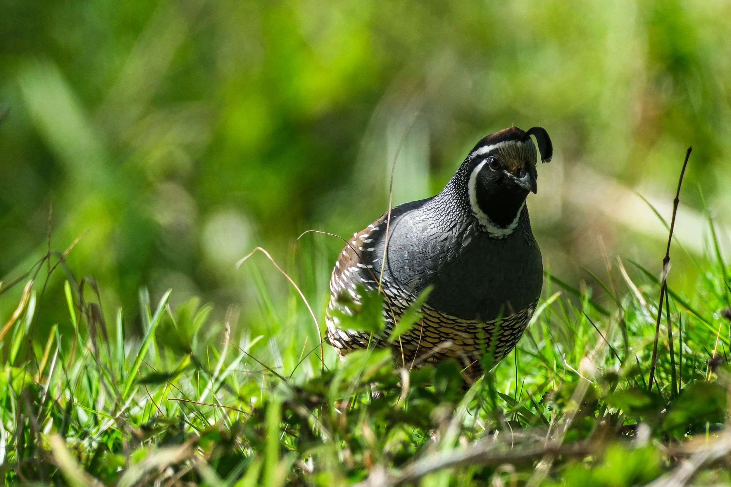A quail standing on green grass with a blurred green background.