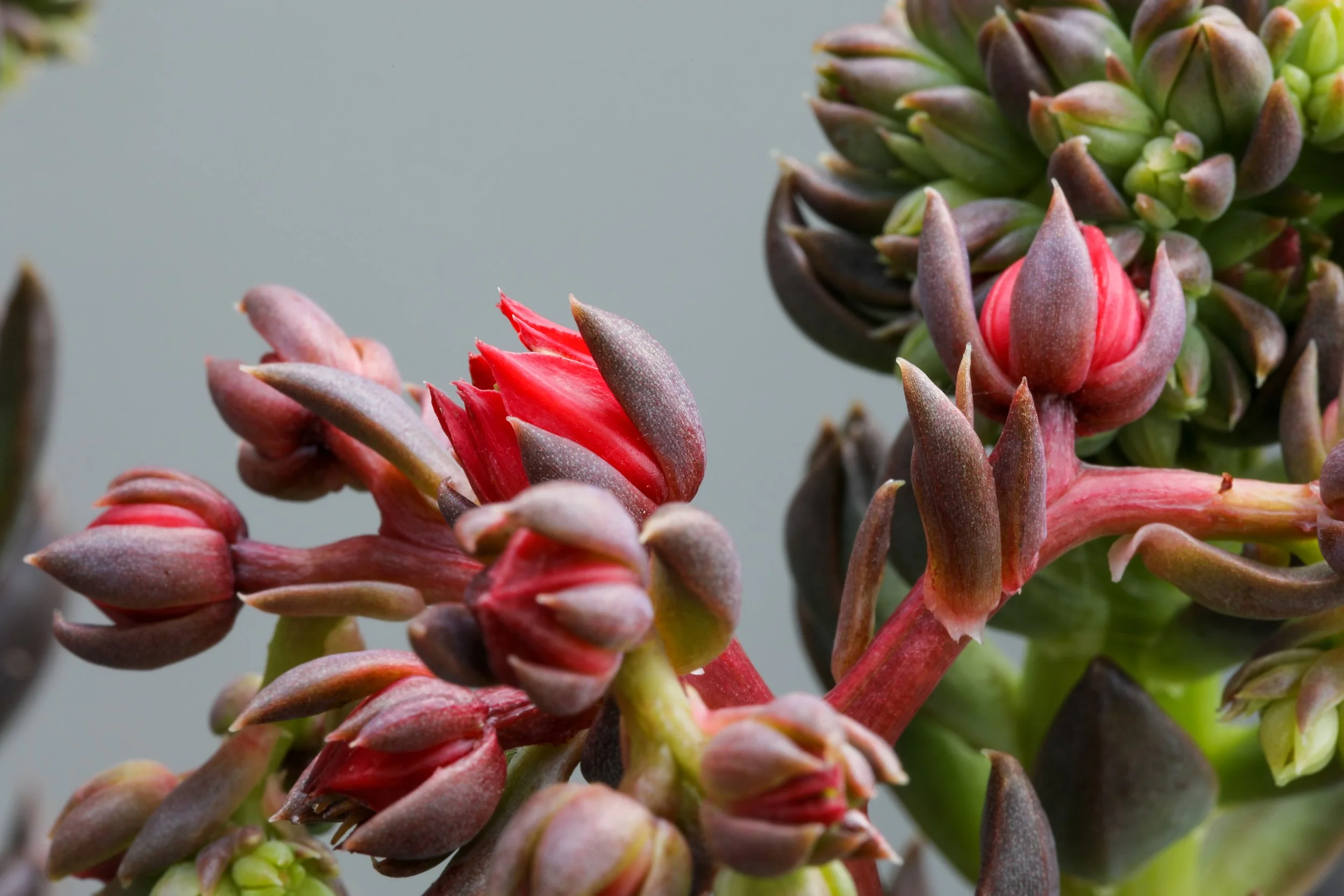 Close-up of succulent plant with red and green leaves and buds.