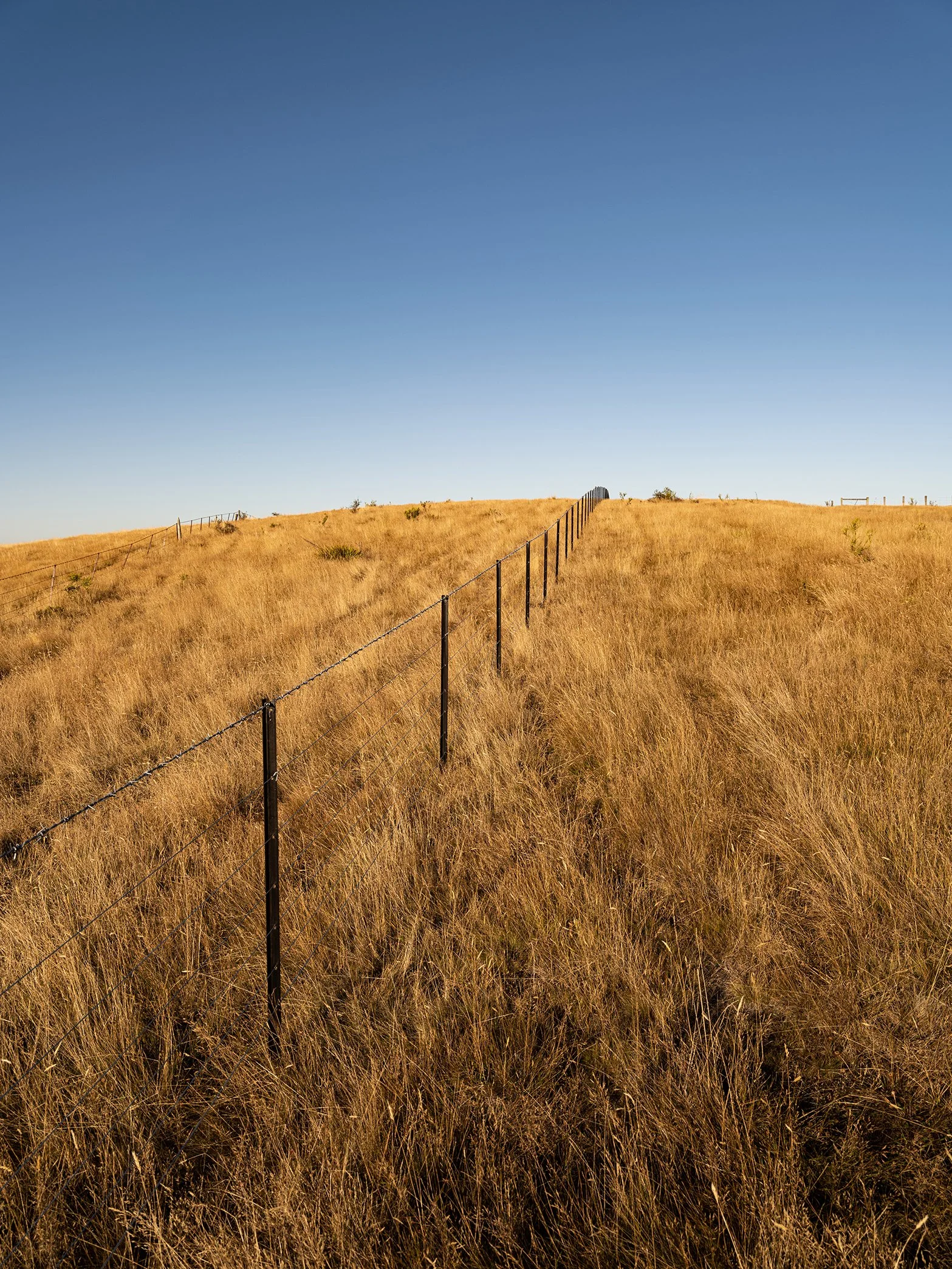 A grassy hill with a temporary fencing line leading to the top, under a clear blue sky.