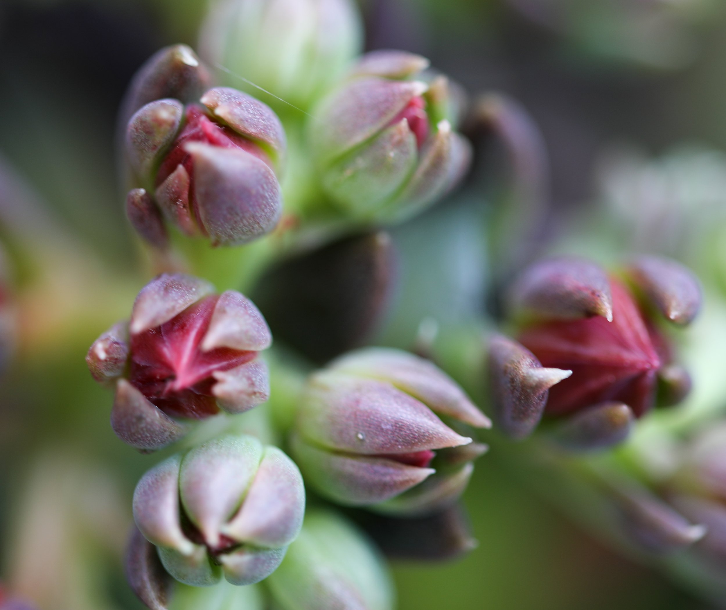Close-up of a cluster of budding succulents with some red accents, showing tight, layered leaf structures.