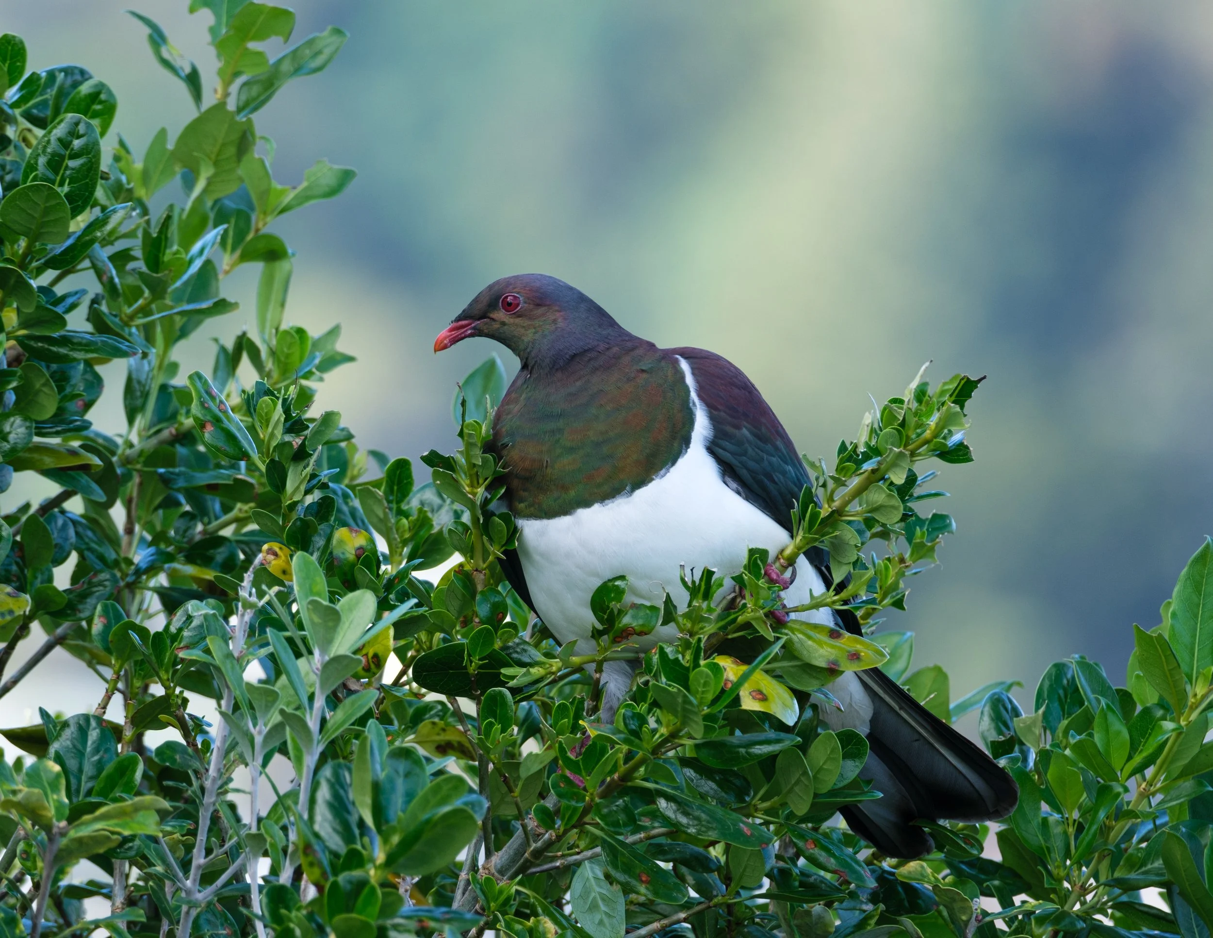 A bird with dark green and brown feathers on its head and back, white breast, and red eyes perched on green foliage.