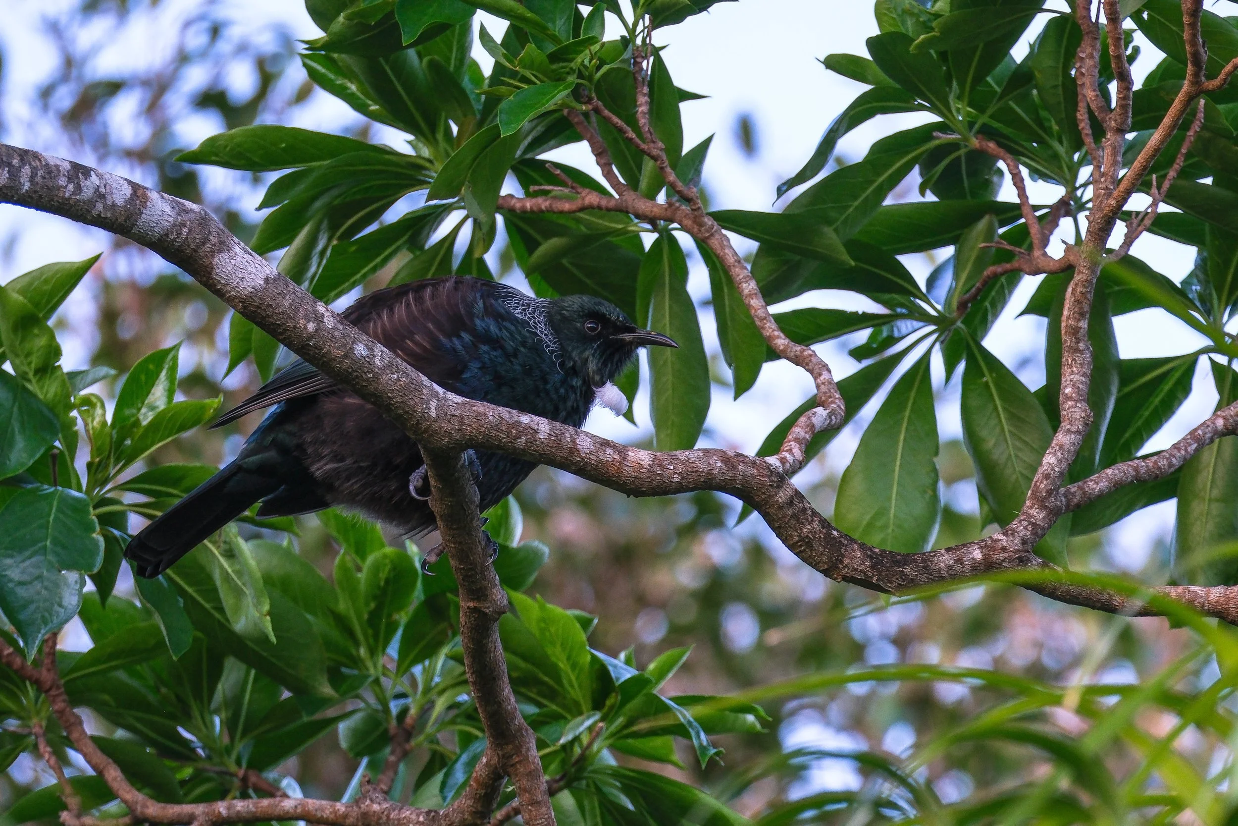 A bird with iridescent blue and black feathers perched on a tree branch with green leaves.
