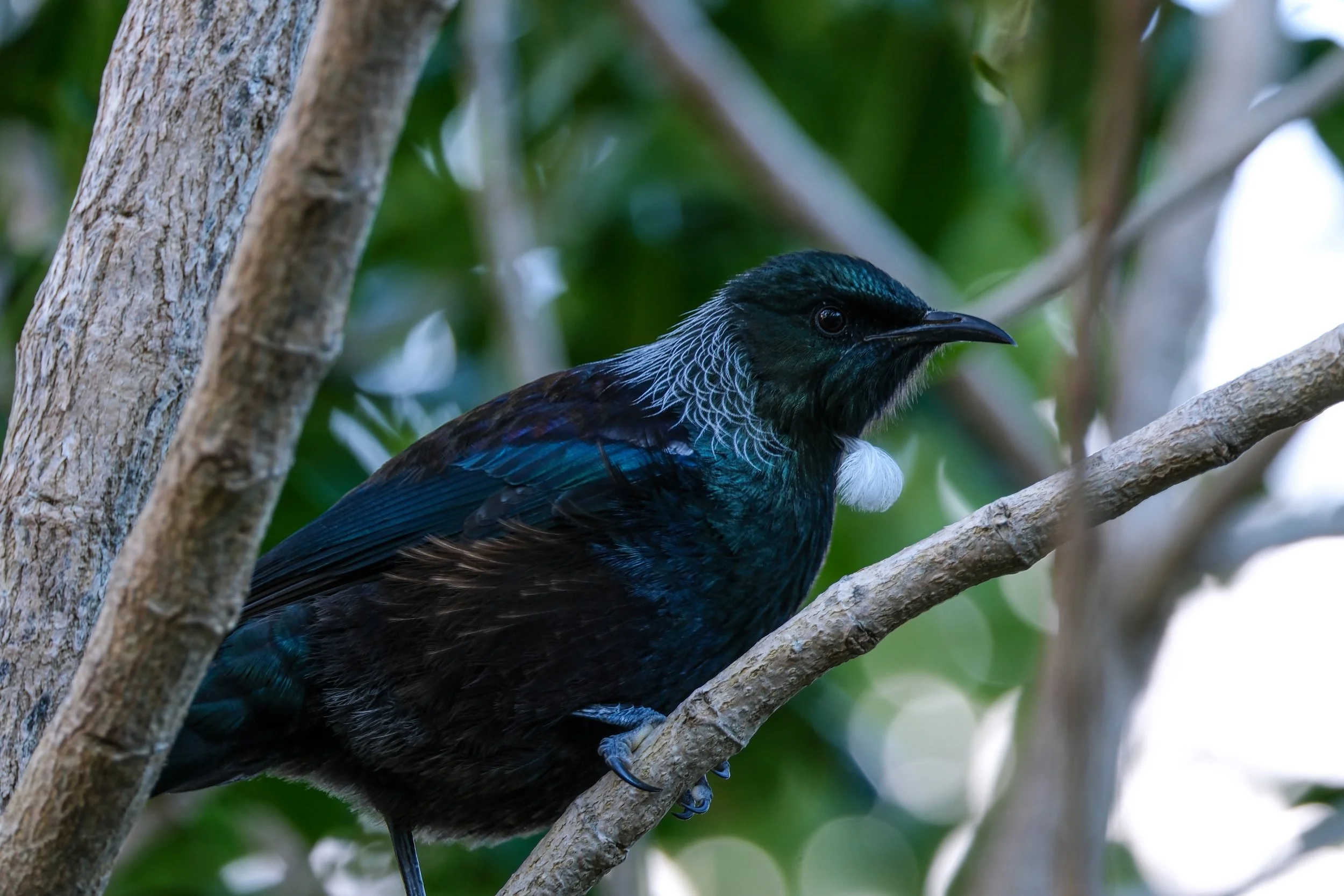 A black bird with iridescent blue feathers perched on a tree branch, surrounded by green leaves.