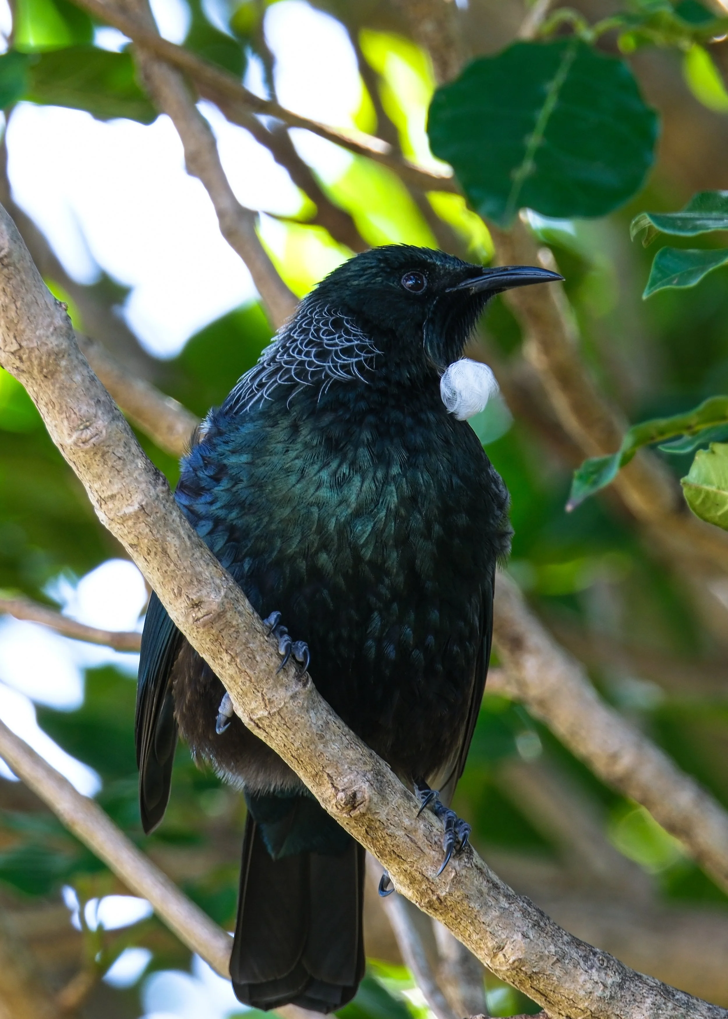 A black bird with iridescent feathers perched on a tree branch, with a white fluffy object hanging from its neck, surrounded by green leaves and branches.
