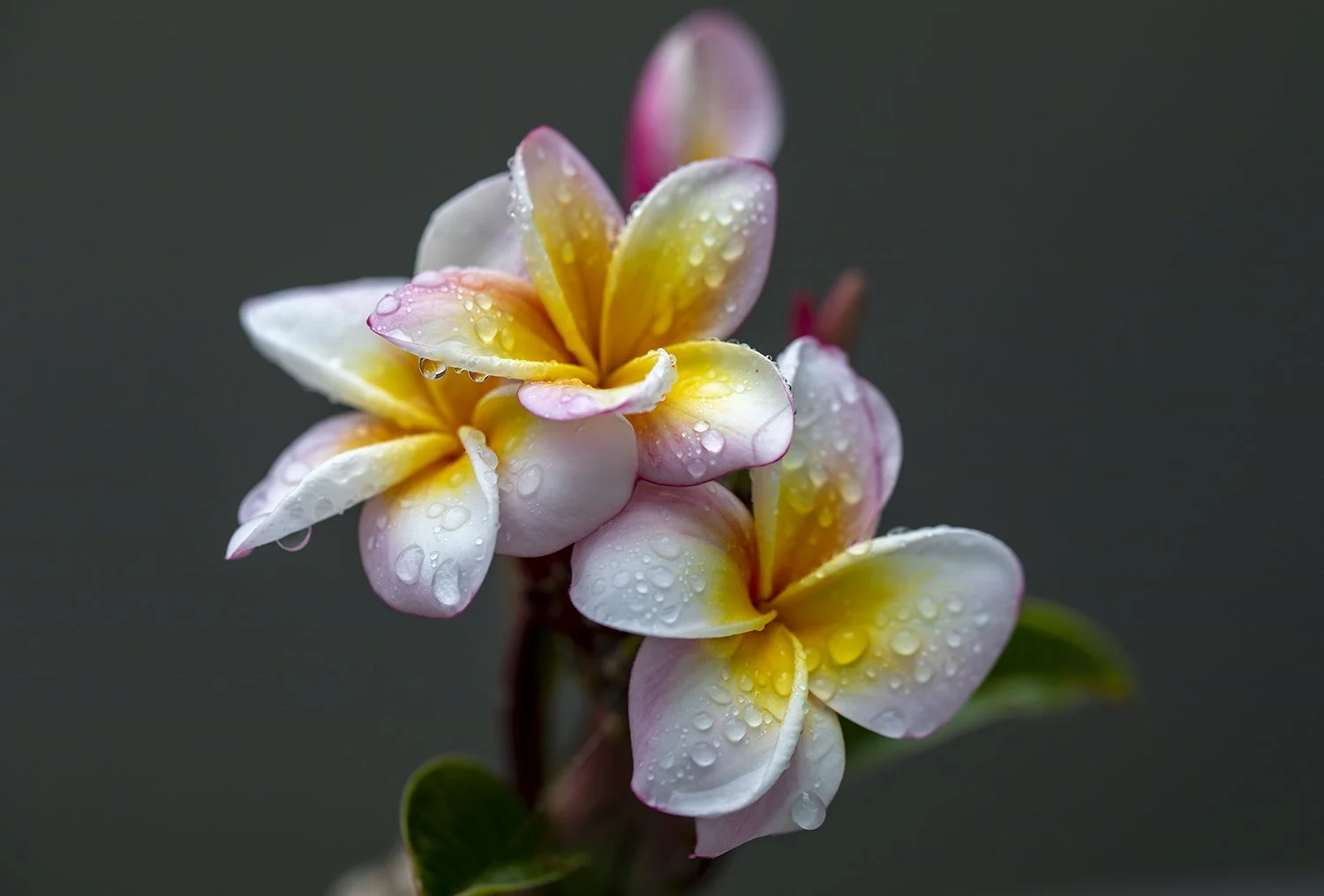 Close-up of a cluster of delicate, pink and white flowers with yellow accents, covered in water droplets, against a dark background.