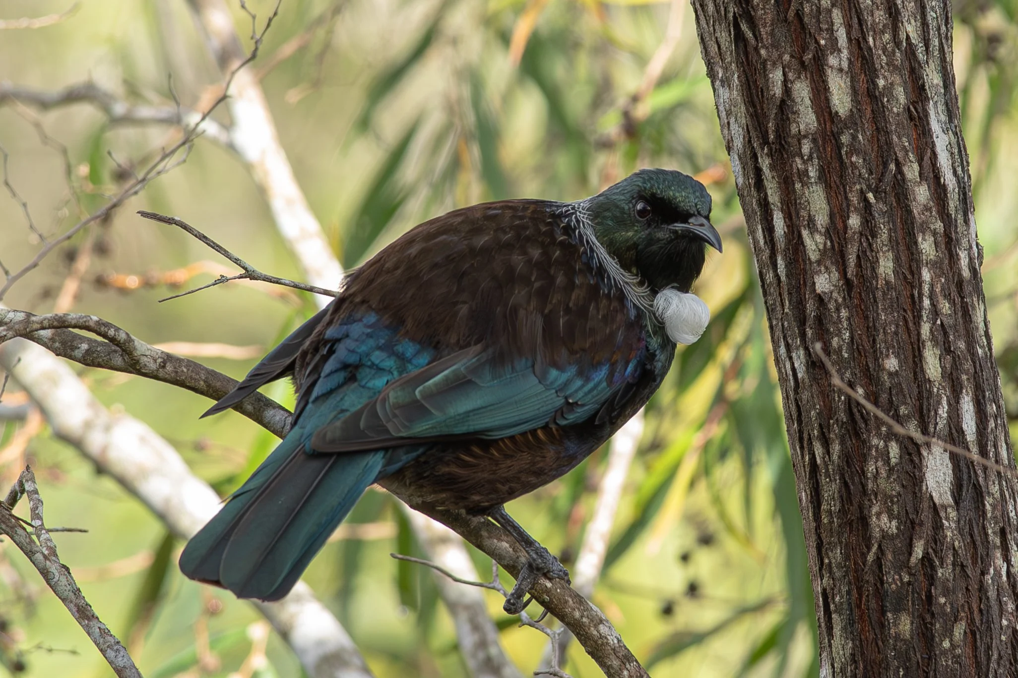 A bird with dark green head, black face, and iridescent blue and brown feathers perched on a tree branch.