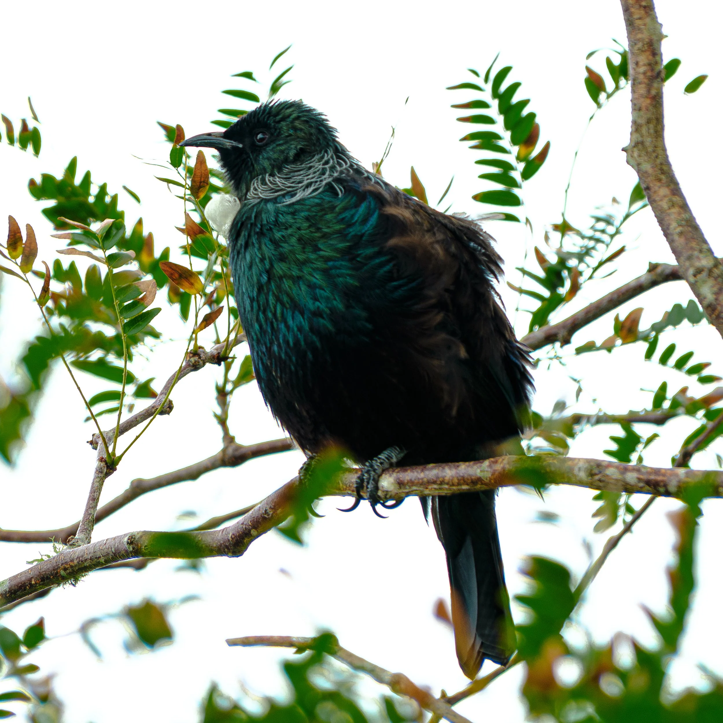A colorful bird with iridescent green, blue, and black feathers perched on a tree branch among green leaves.