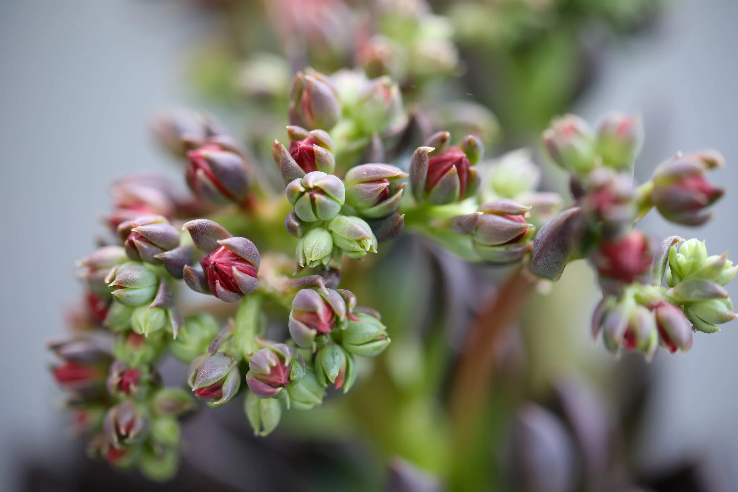 Close-up of succulent plant with small, green and reddish buds.