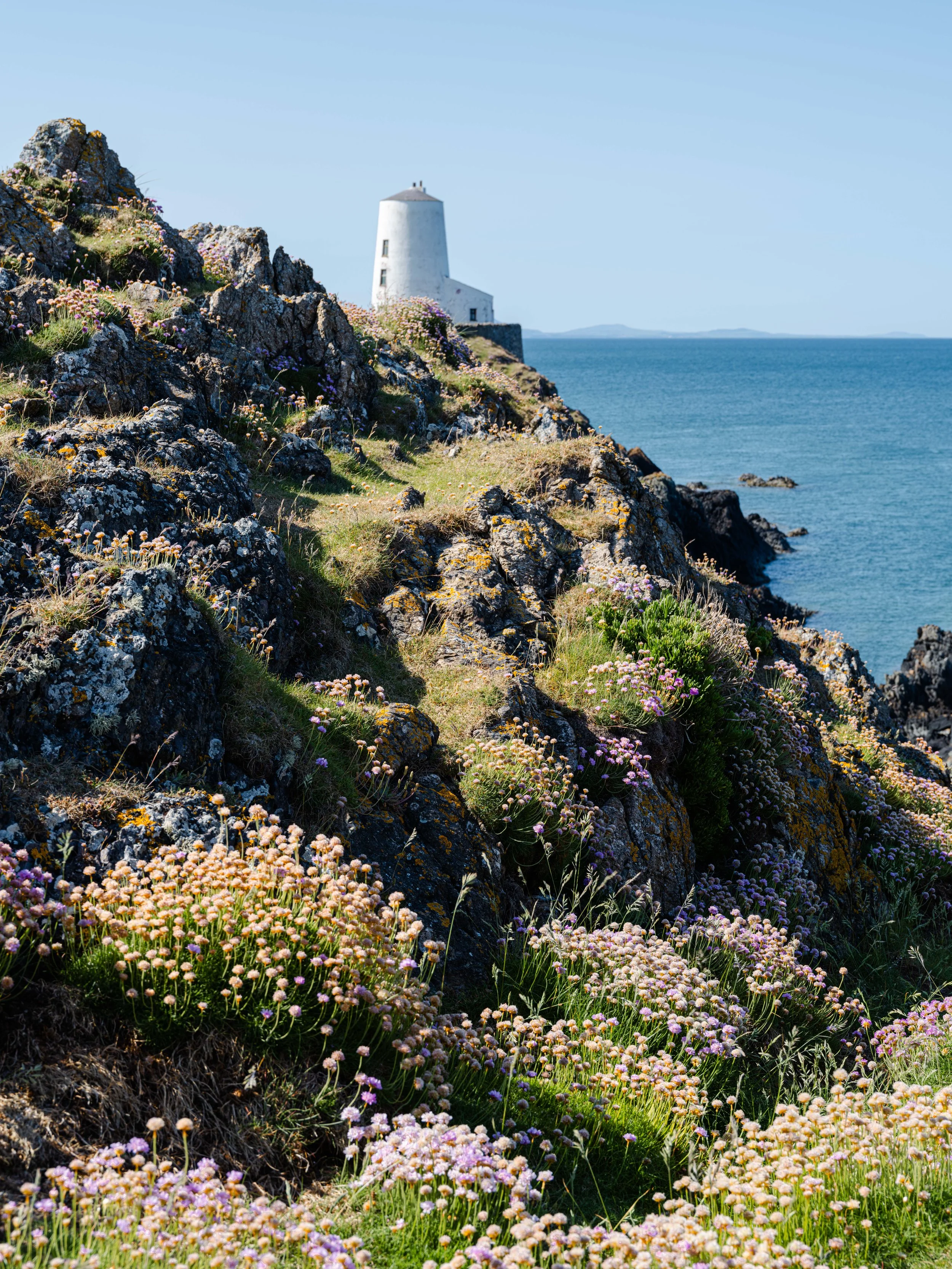 A rocky coastline with flowering plants leading up to a white lighthouse on a hill, overlooking a calm sea with a clear blue sky.