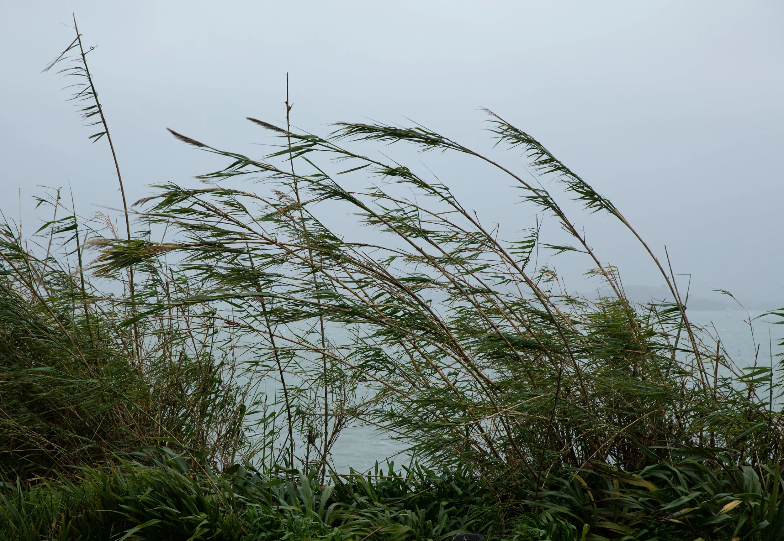 Tall grass and reeds waving in the wind near a body of water, overcast sky in the background.