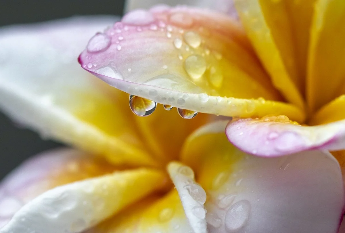 Close-up of a pastel-colored flower with pink, yellow, and white petals, covered in water droplets.