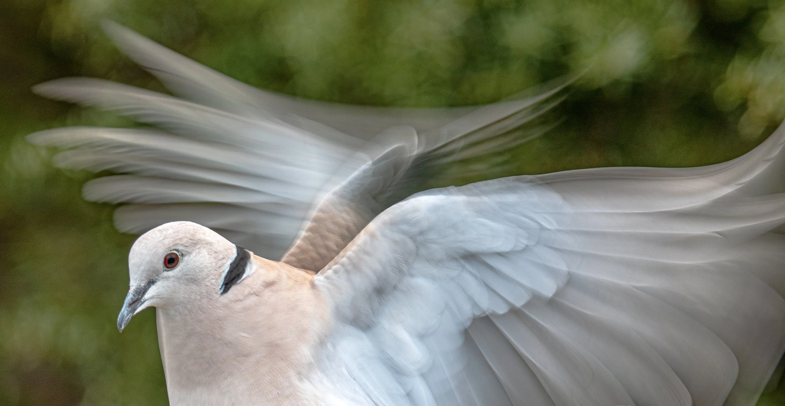 A dove with wings in motion, showing feathers with a blurred background of green foliage.