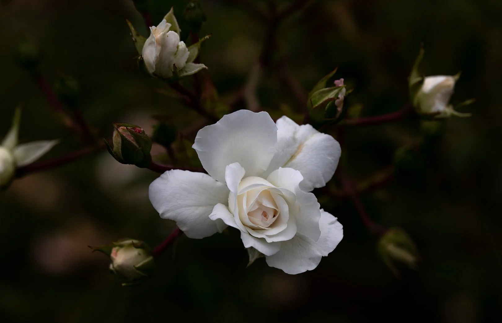 White rose flower with surrounding buds on dark background