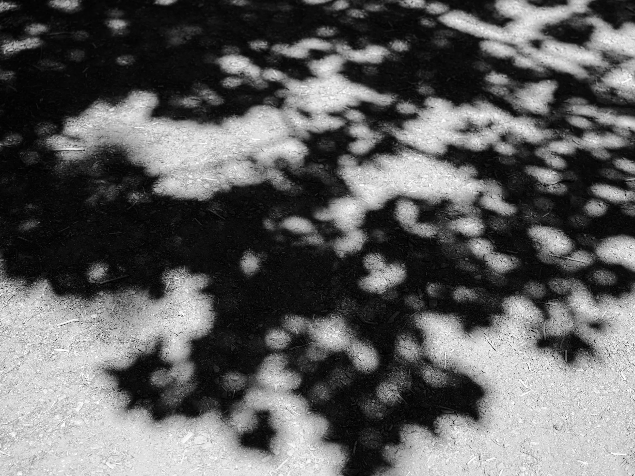 Shadows of tree leaves and branches cast on dirt ground in sunlight, creating a dappled pattern.