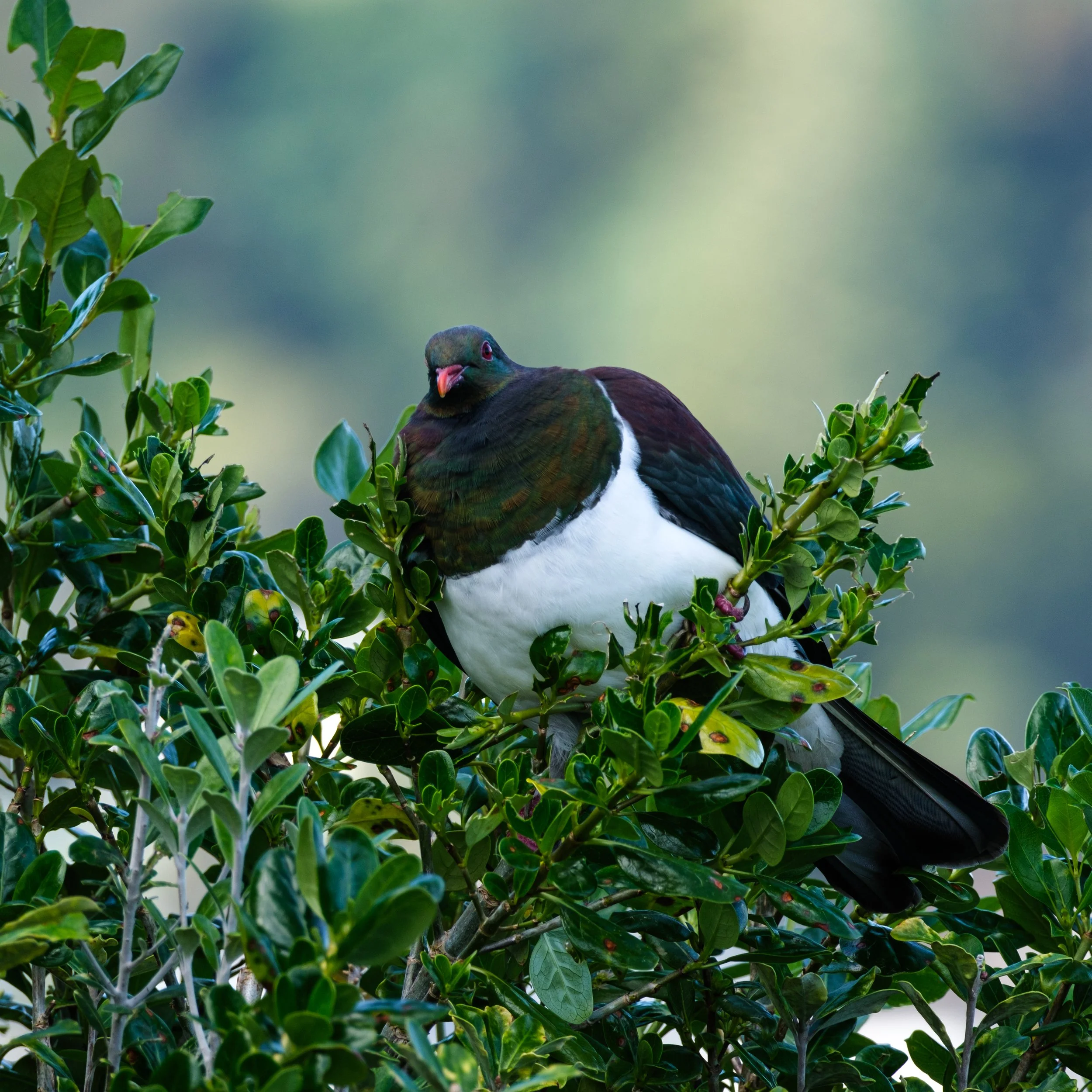A bird with a black head, white body, and dark green, brown, and black wings perched on a lush green bush.
